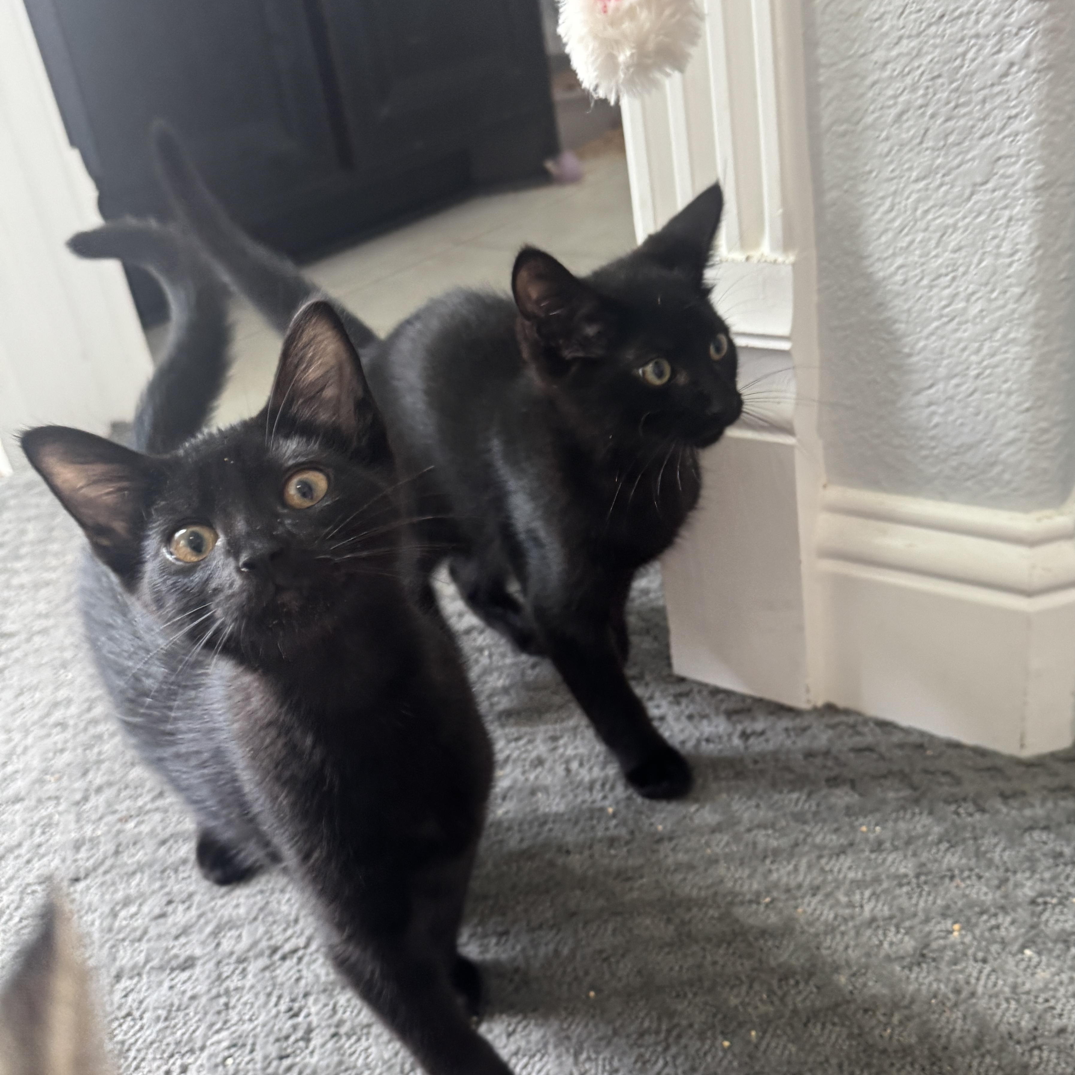 Enlarge Cocoa, a Adoptable Domestic Short Hair in Richardson, TX image 1/6