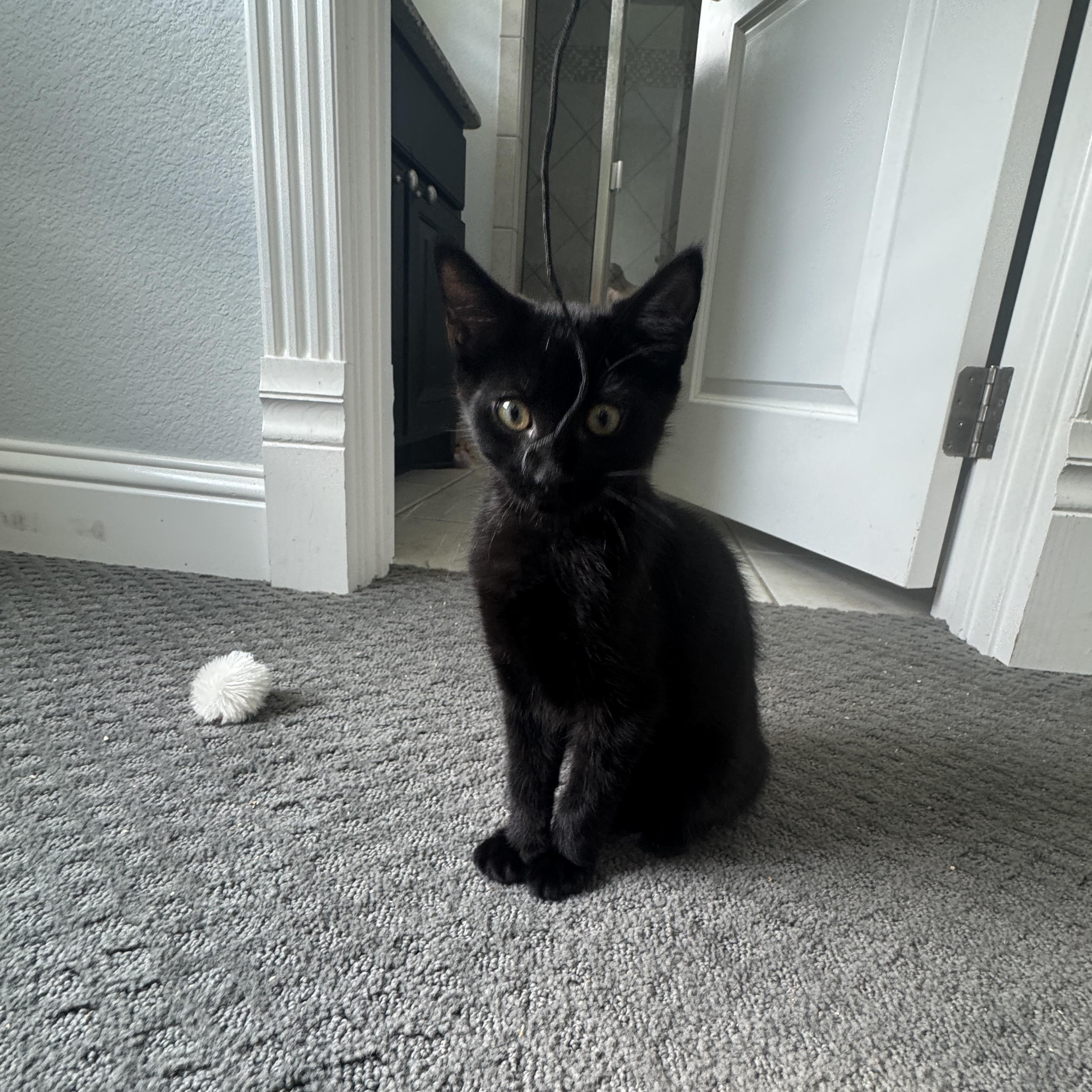 Enlarge Cocoa, a Adoptable Domestic Short Hair in Richardson, TX image 3/6