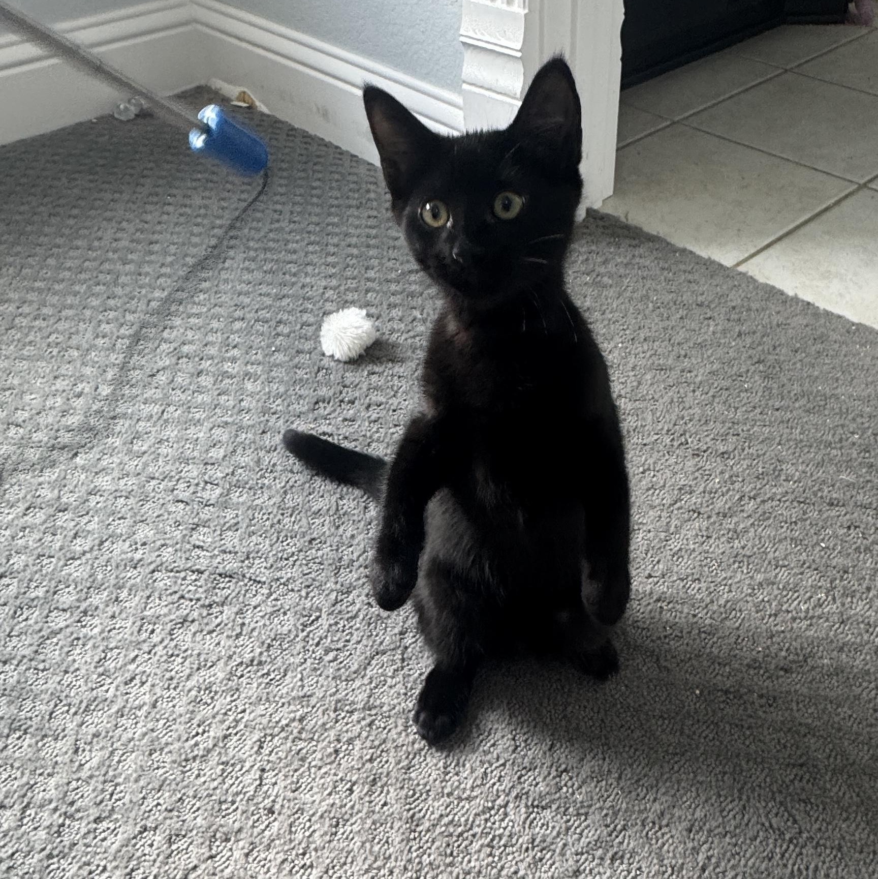 Enlarge Cocoa, a Adoptable Domestic Short Hair in Richardson, TX image 4/6