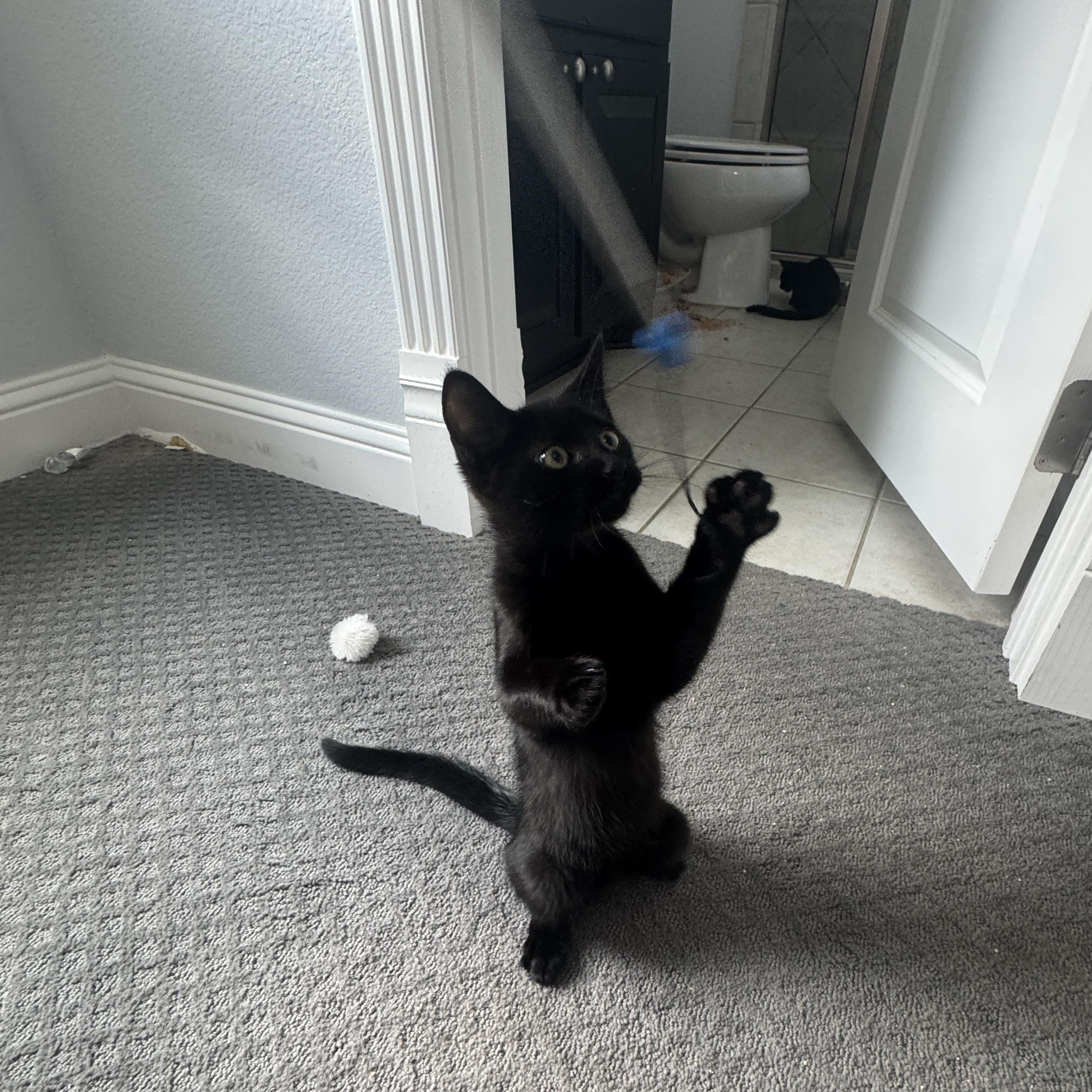 Enlarge Cocoa, a Adoptable Domestic Short Hair in Richardson, TX image 5/6