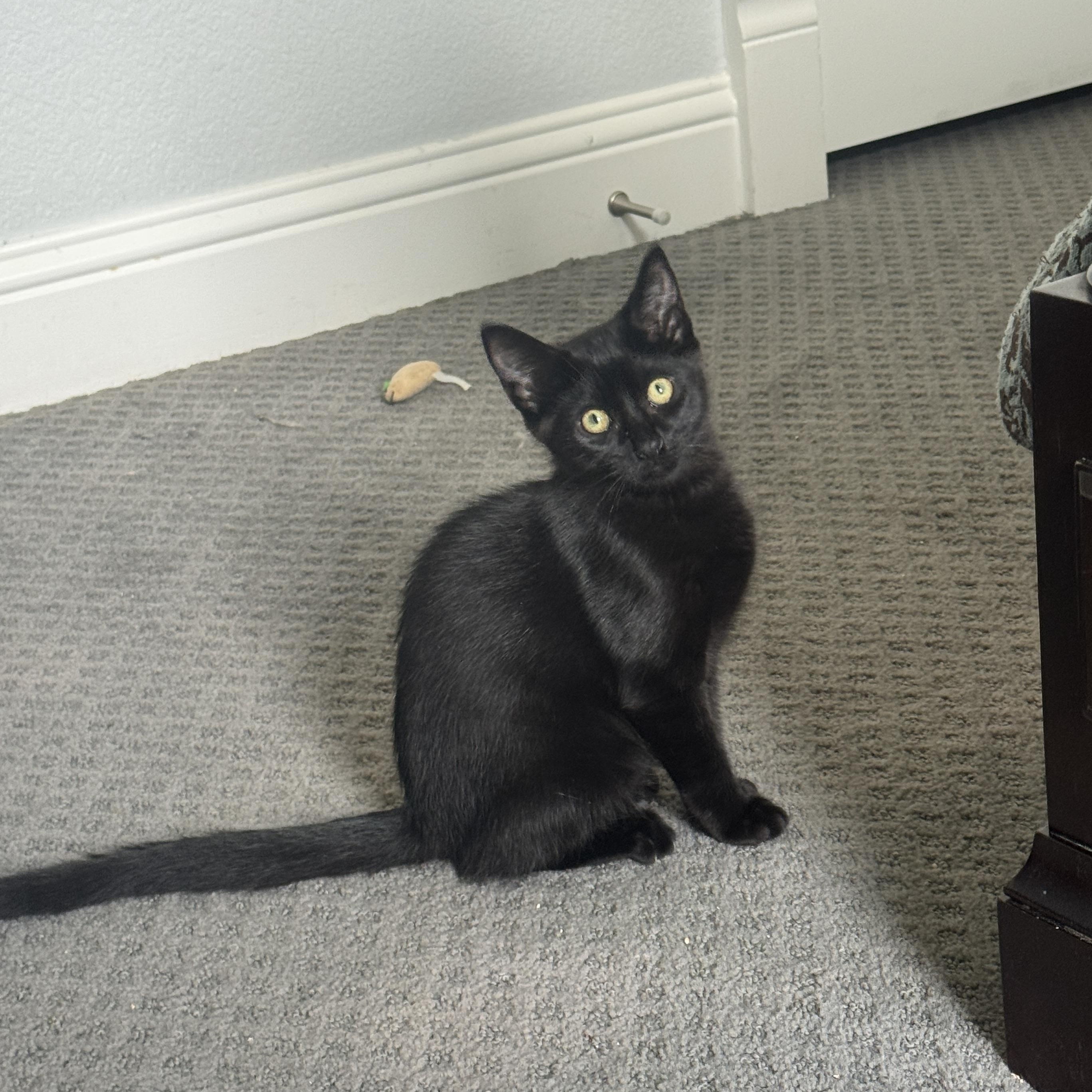 Enlarge Cocoa, a Adoptable Domestic Short Hair in Richardson, TX image 6/6