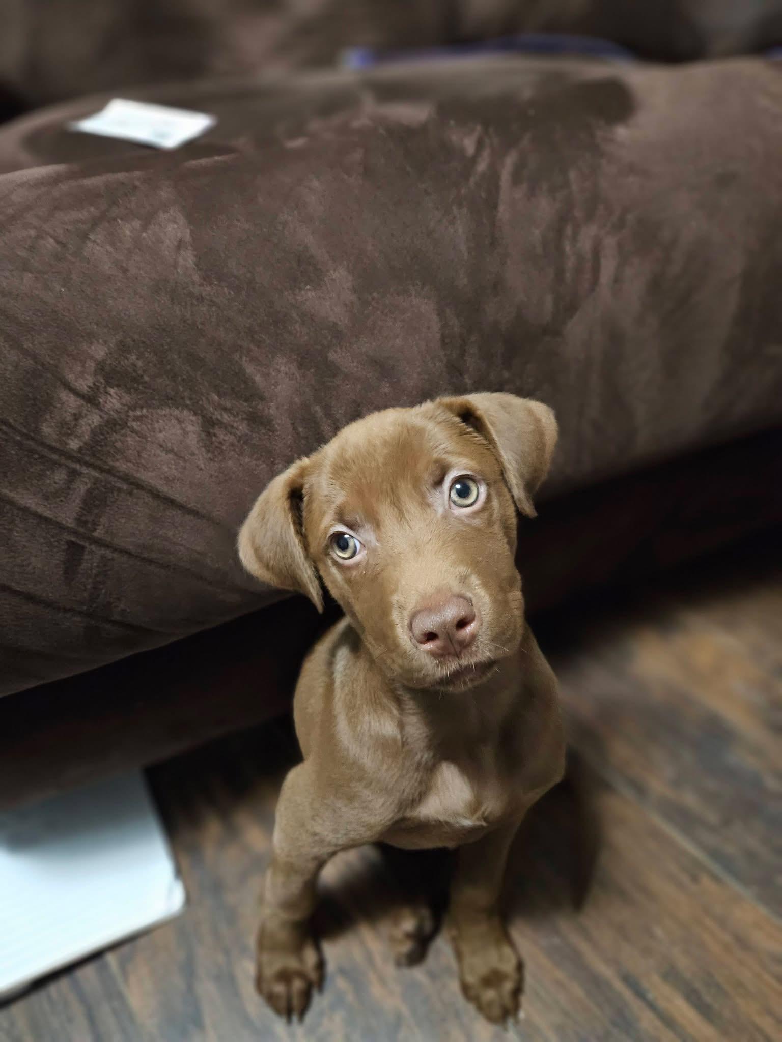 Elsa, Adoptable, Puppy Female Chocolate Labrador Retriever.