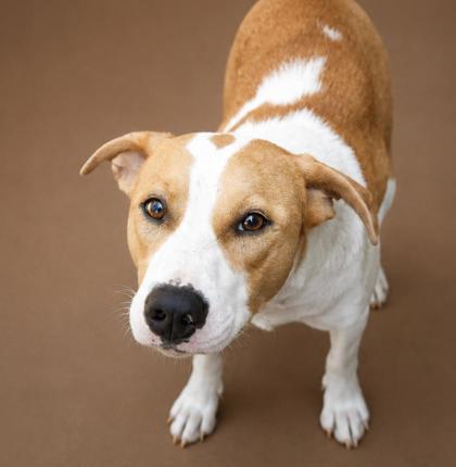 Beth, Adoptable, Adult Female Labrador Retriever & Collie.