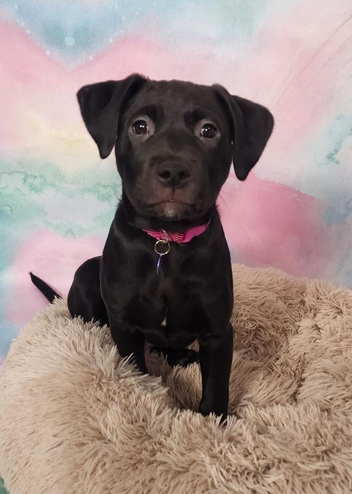 Naboo, Adoptable, Puppy Female Labrador Retriever & Pit Bull Terrier.