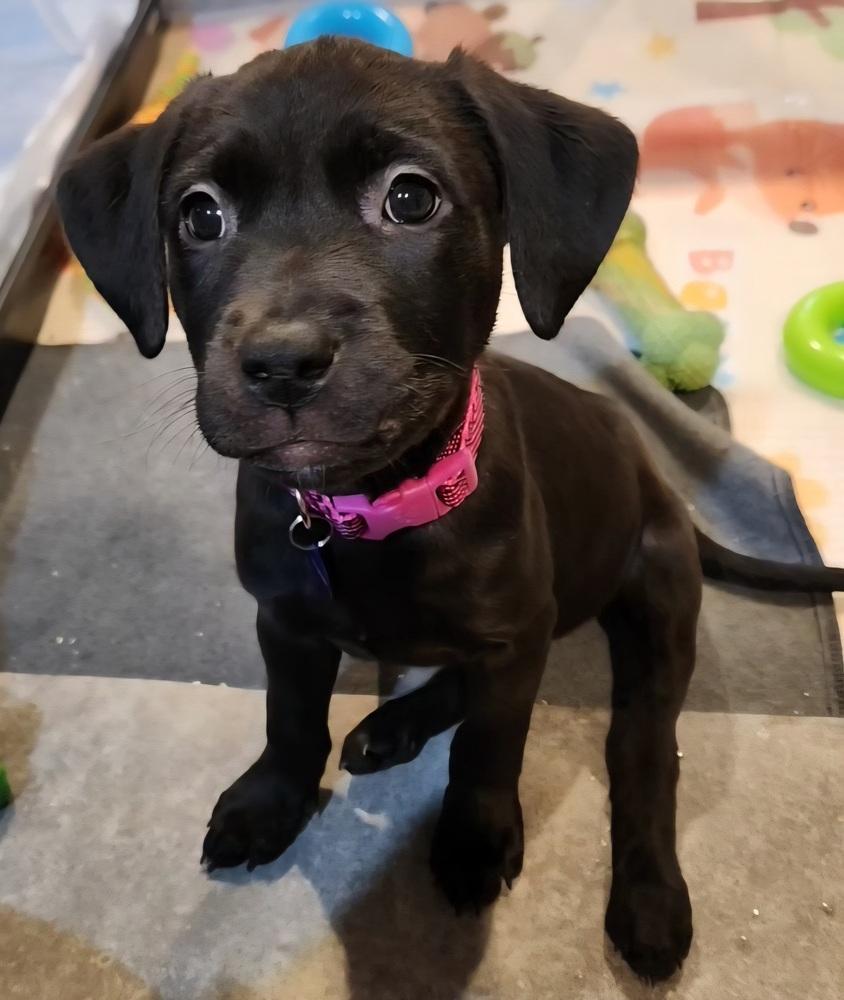 Enlarge Naboo, a Adoptable mixed breed in Anoka, MN image 2/2