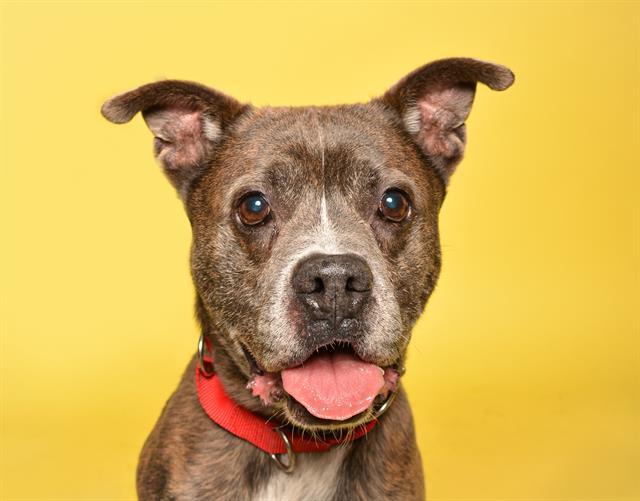 Enlarge BROWNIE, a Adoptable American Staffordshire Terrier in Fort Lauderdale, FL image 1/1