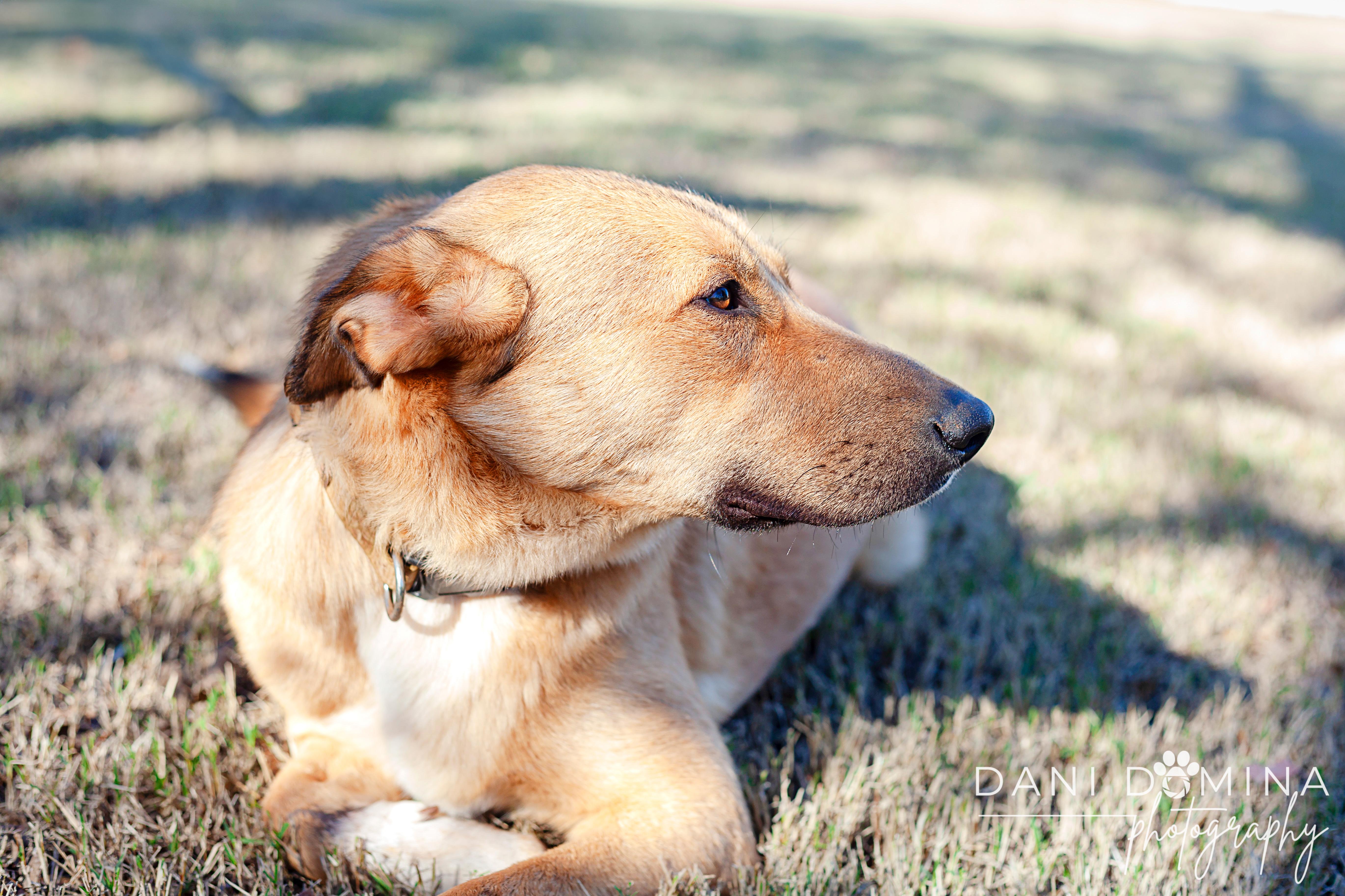 Misty, an adoptable Collie, Smooth Collie in Choctaw, OK, 73020 | Photo Image 2