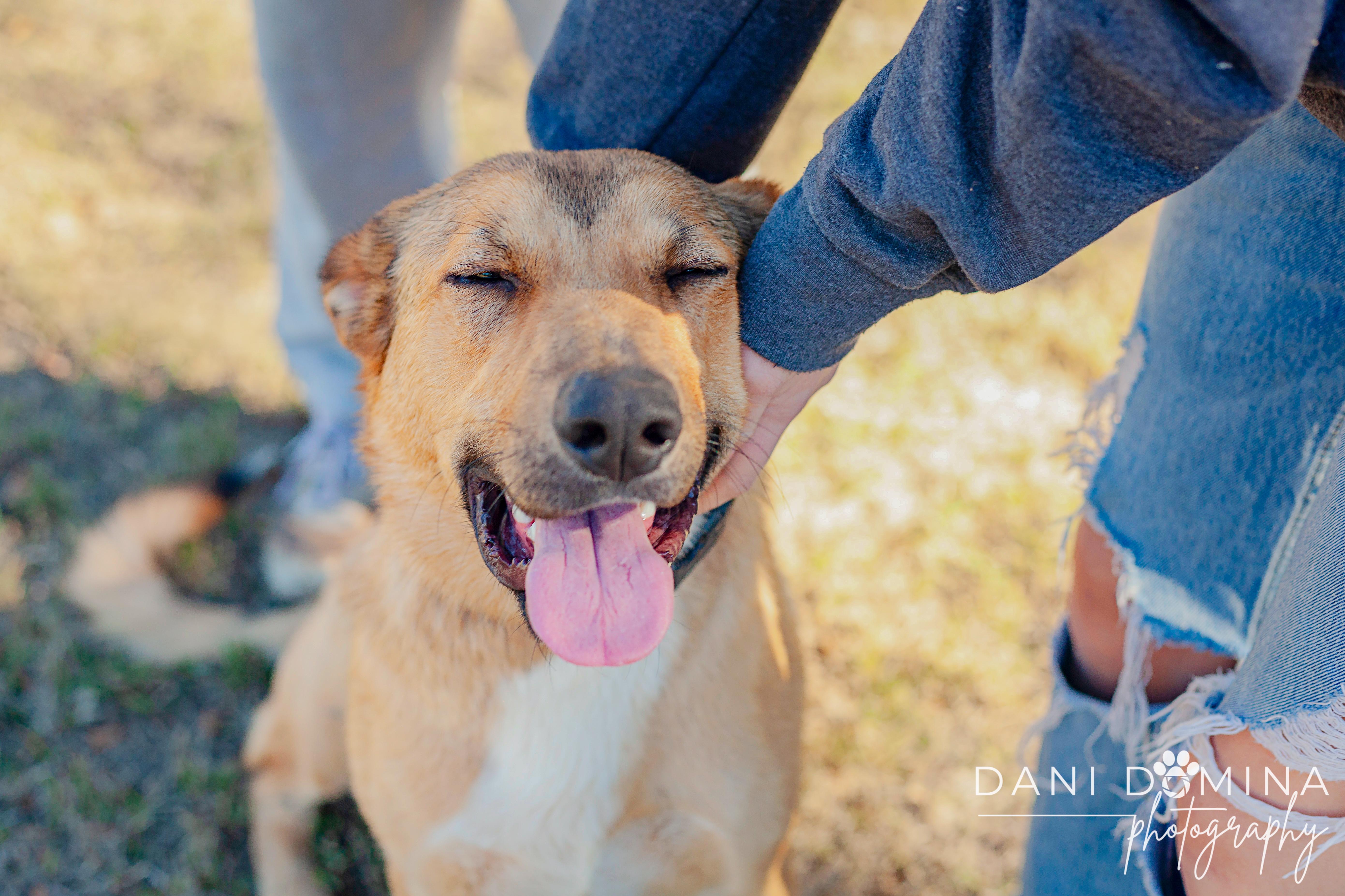 Misty, an adoptable Collie, Smooth Collie in Choctaw, OK, 73020 | Photo Image 6