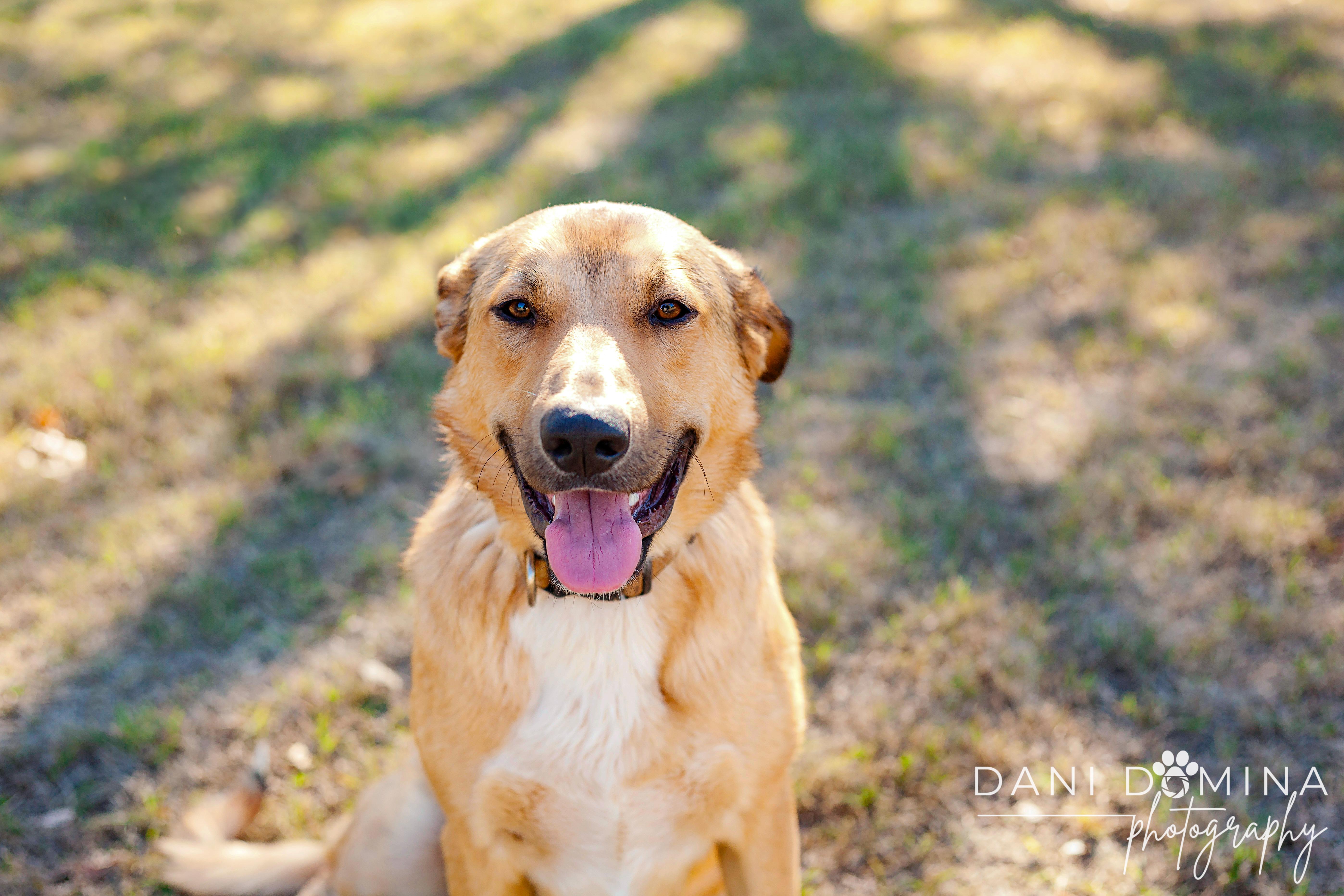 Misty, an adoptable Collie, Smooth Collie in Choctaw, OK, 73020 | Photo Image 4