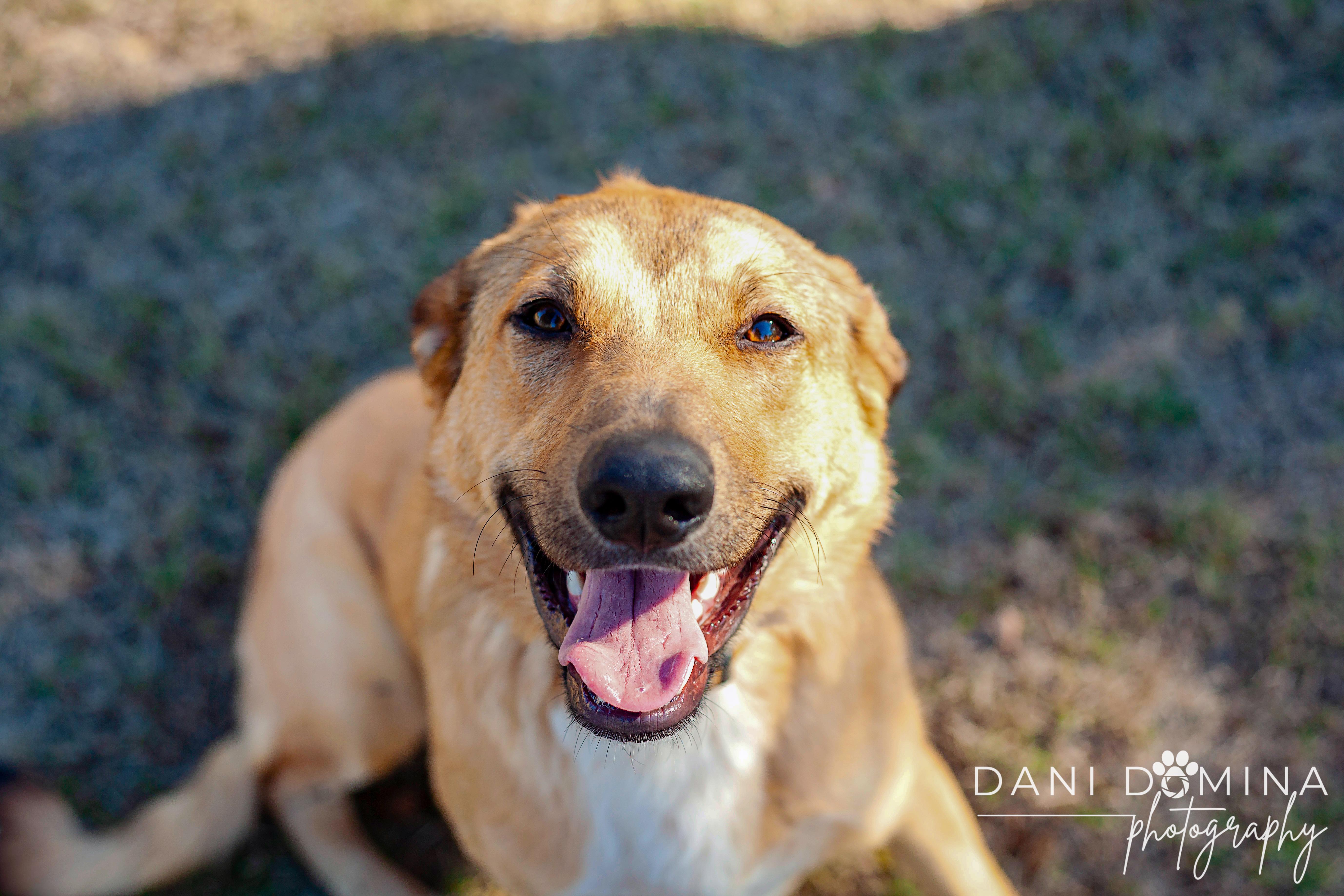 Misty, an adoptable Collie, Smooth Collie in Choctaw, OK, 73020 | Photo Image 5