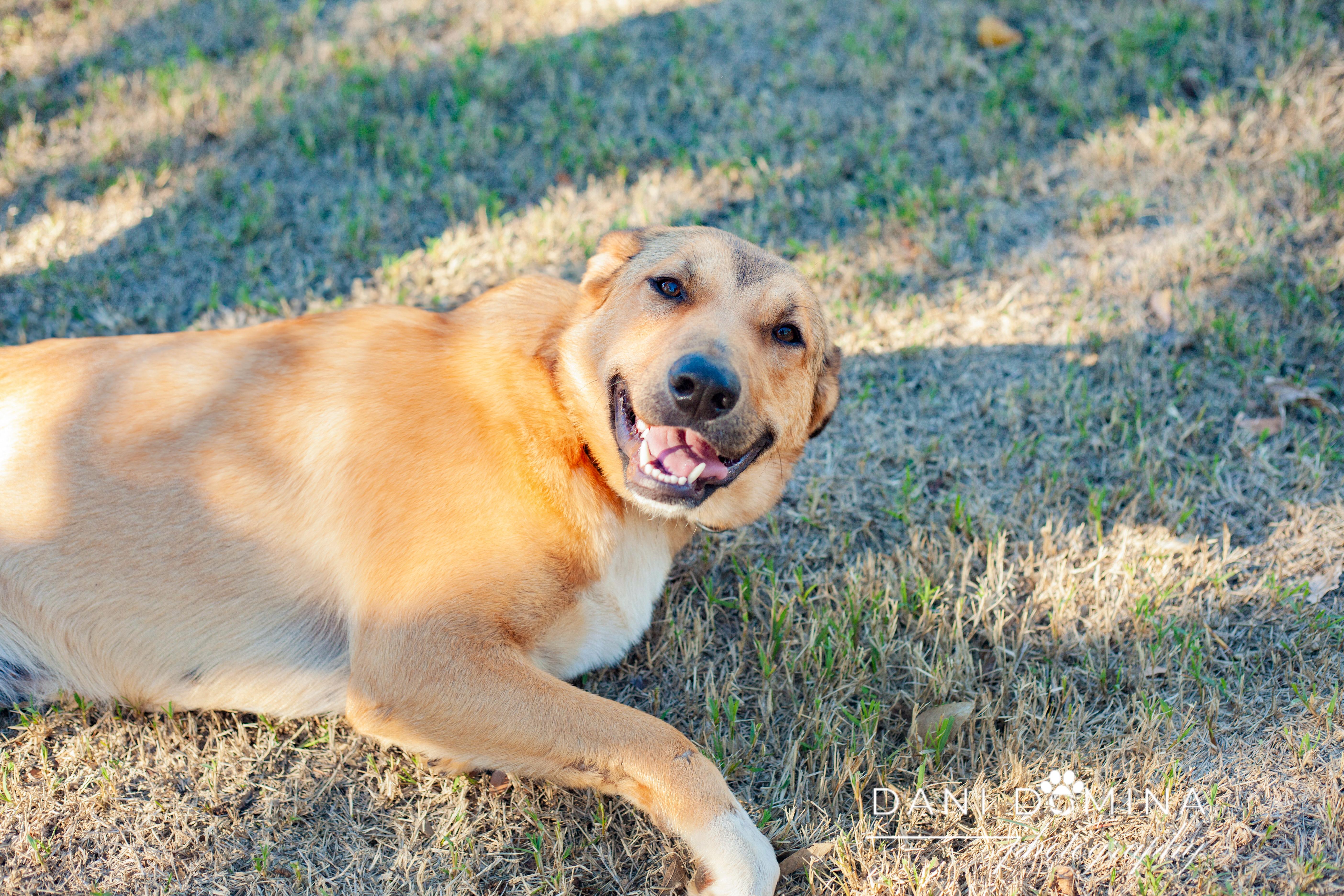 Misty, an adoptable Collie, Smooth Collie in Choctaw, OK, 73020 | Photo Image 3
