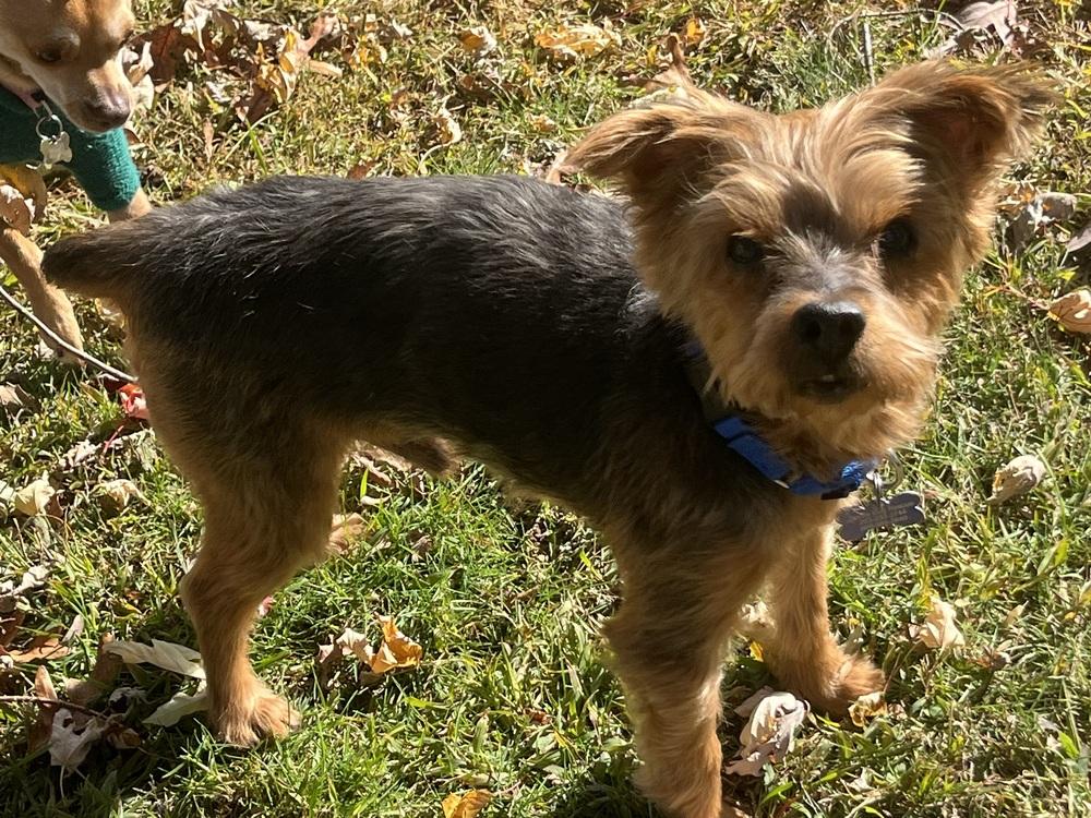 Enlarge Angus, a Adoptable mixed breed in Waterbury, CT image 1/4