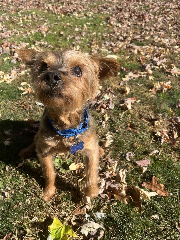 Enlarge Angus, a Adoptable mixed breed in Waterbury, CT image 2/4