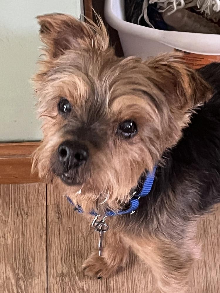 Enlarge Angus, a Adoptable mixed breed in Waterbury, CT image 3/4