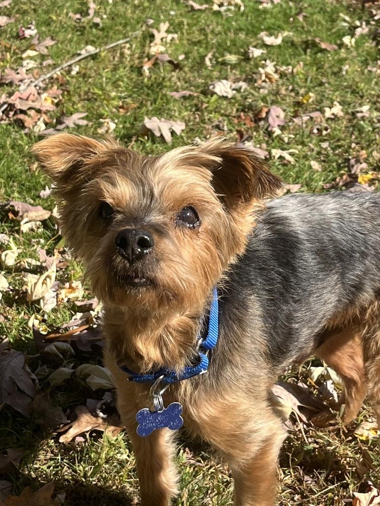 Enlarge Angus, a Adoptable mixed breed in Waterbury, CT image 4/4