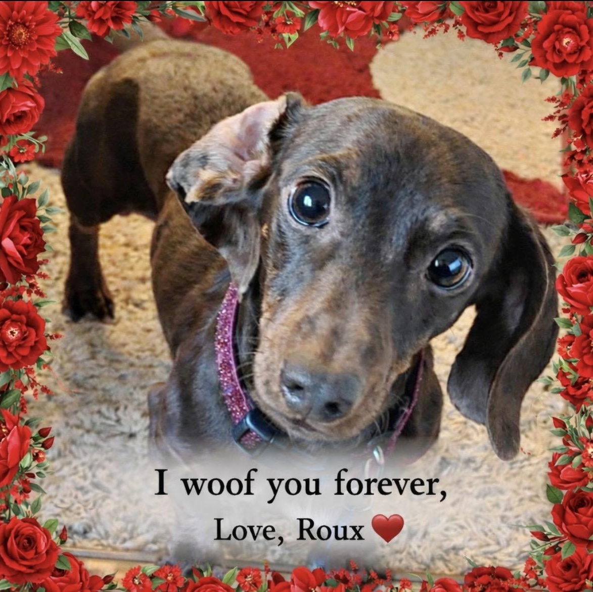 Enlarge Roux, a ADOPTABLE Dachshund in Omaha, NE image 1/2