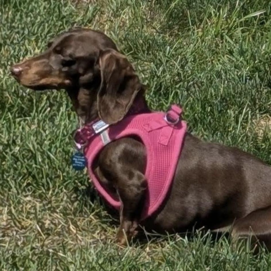 Enlarge Roux, a ADOPTABLE Dachshund in Omaha, NE image 2/2