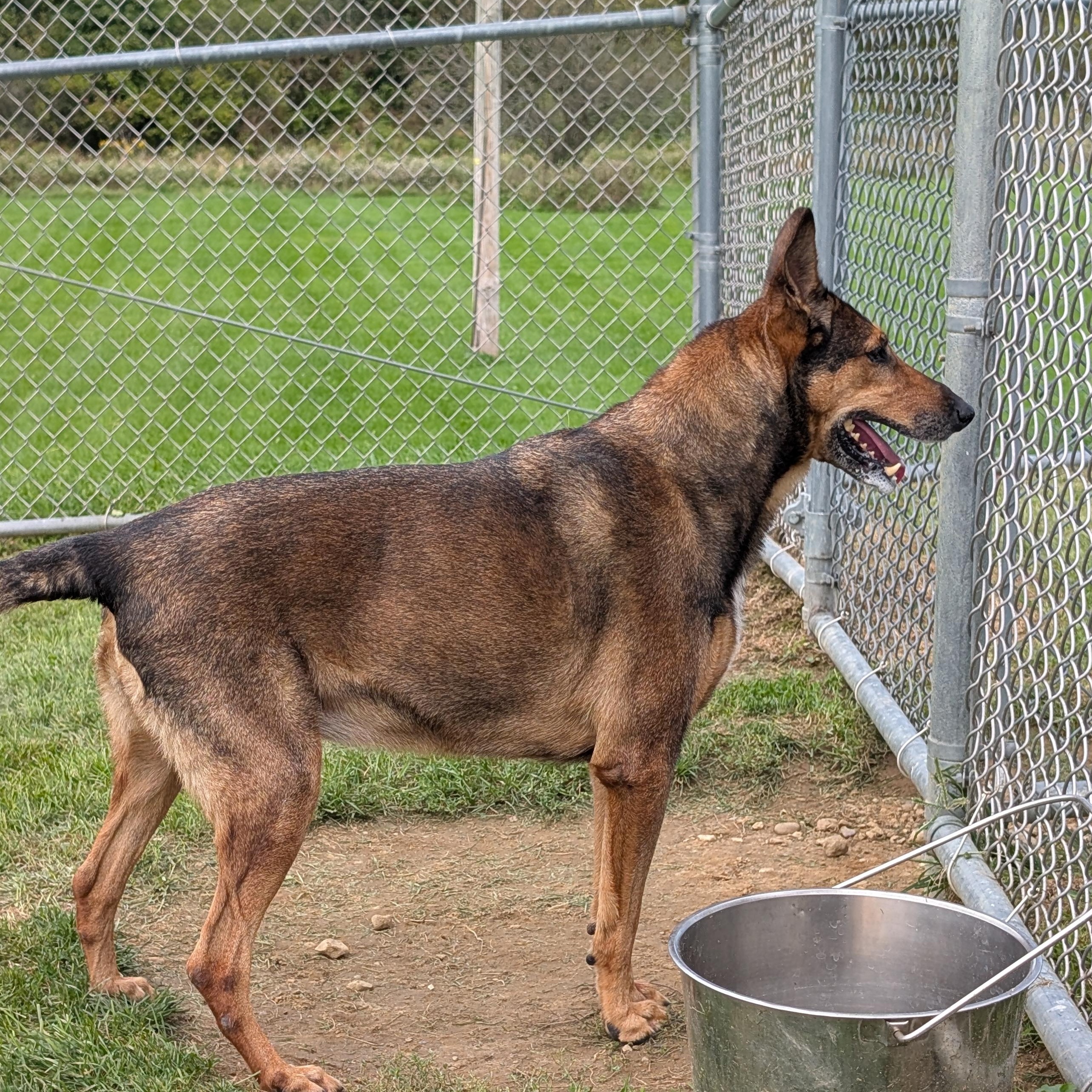 192029 Cortona, Adoptable, Senior Female Rhodesian Ridgeback.