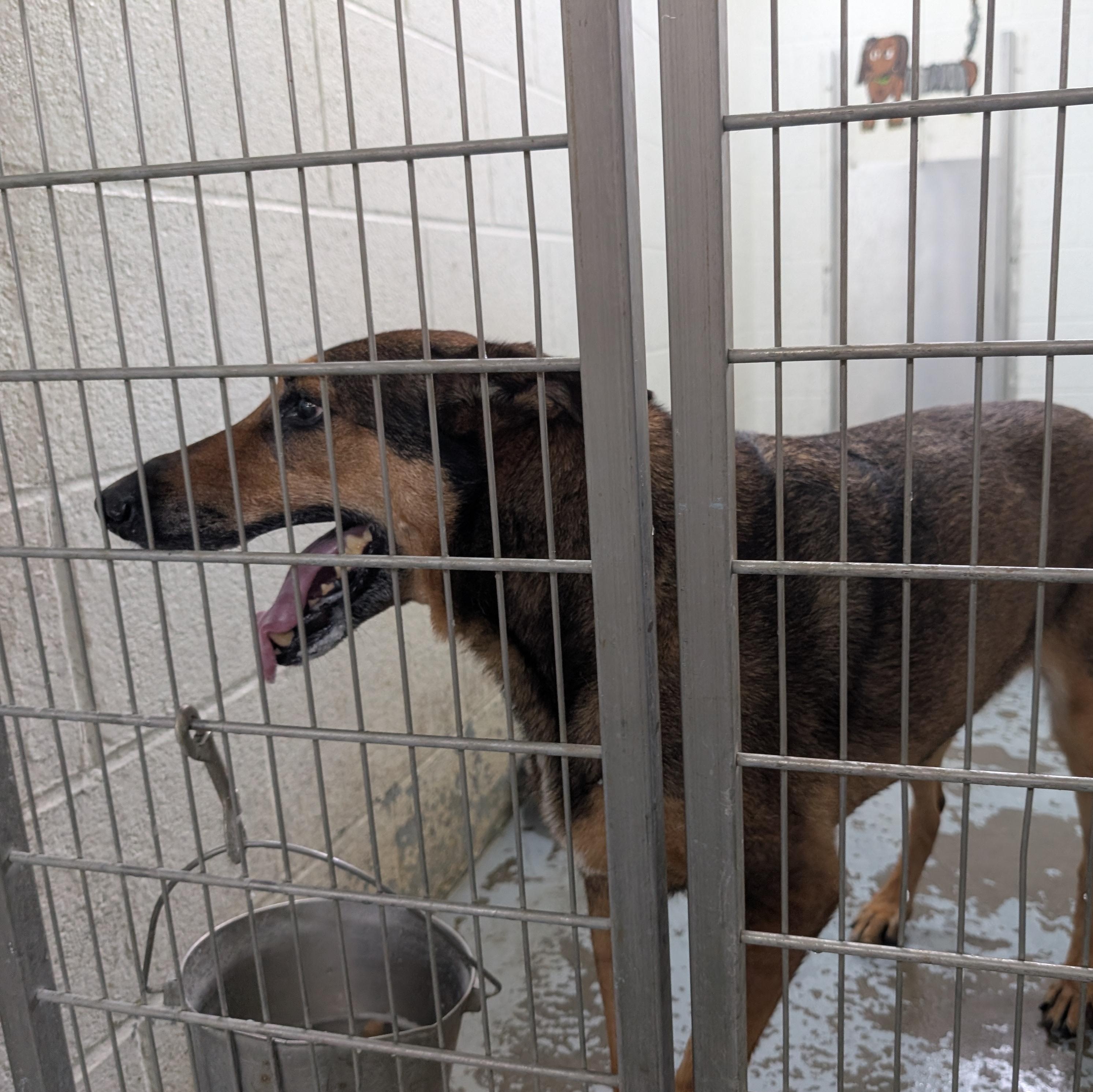 Enlarge 192029 LOOKING FOR OWNER, a ADOPTABLE mixed breed in Ravenna, OH image 1/1