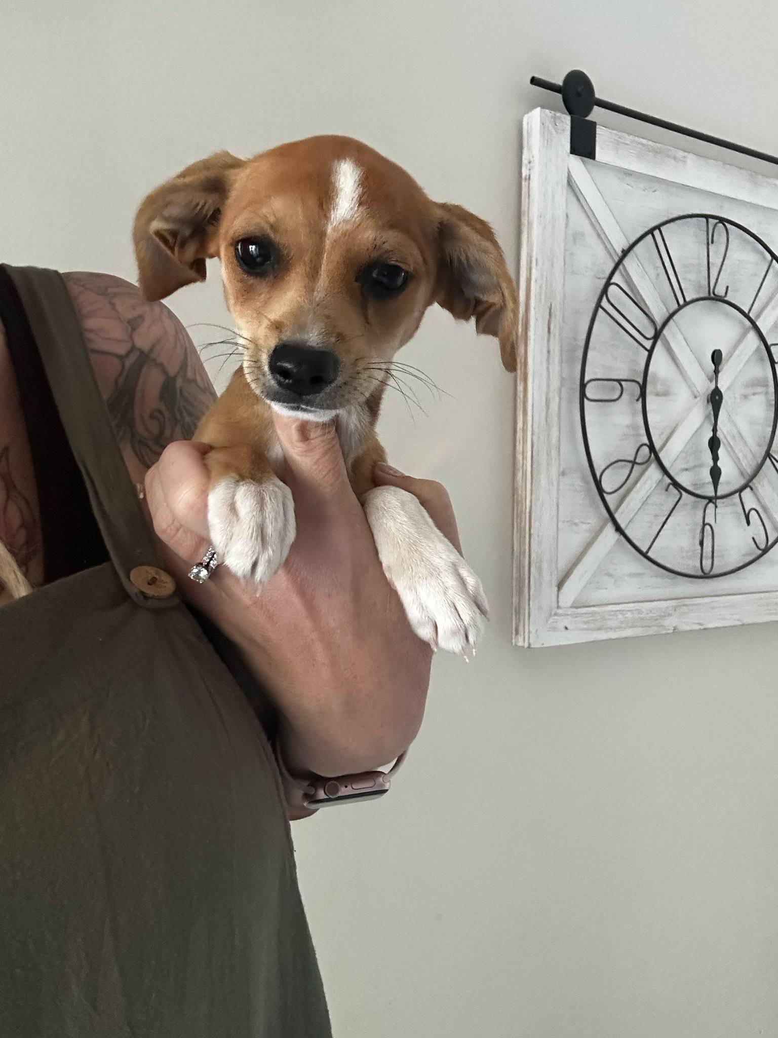 Roux, Adopted, Puppy Female Chihuahua.