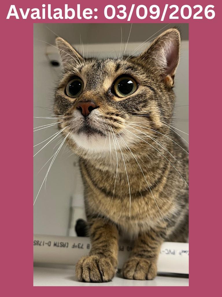 Cat Condo #17, Adoptable, Young Female Domestic Short Hair.