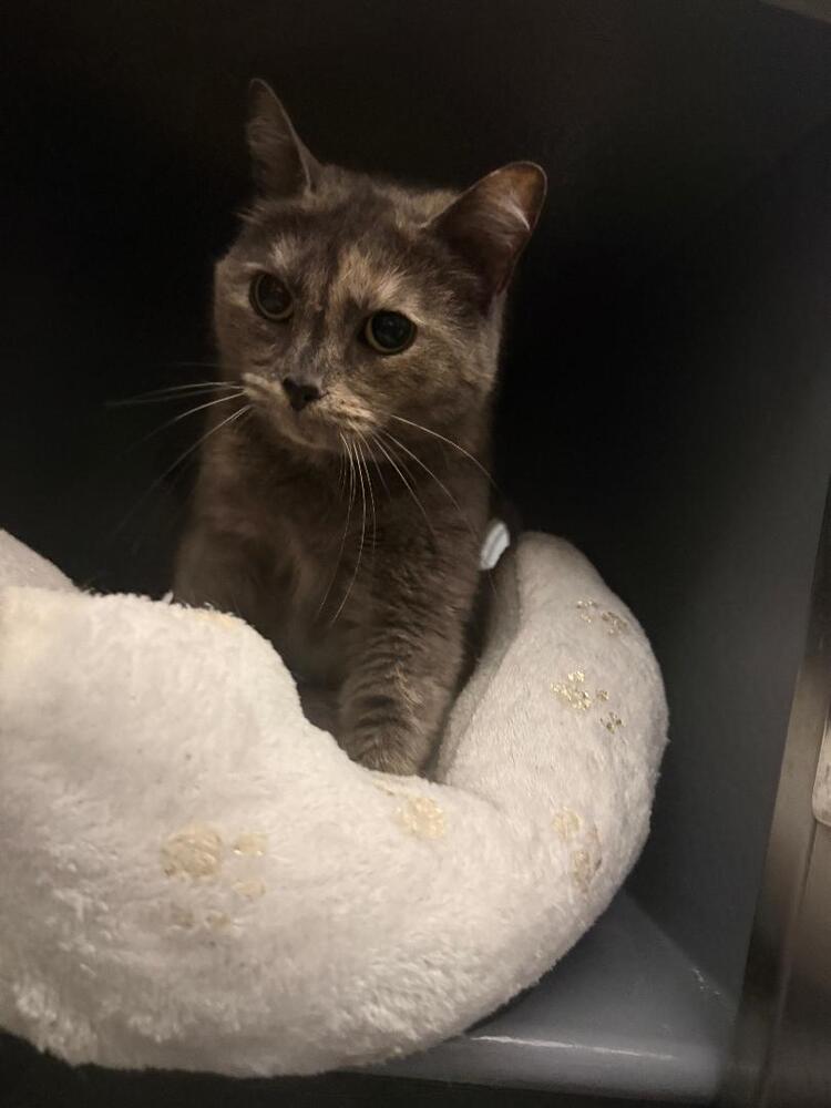 Pearl, Adoptable, Adult Female Domestic Short Hair.