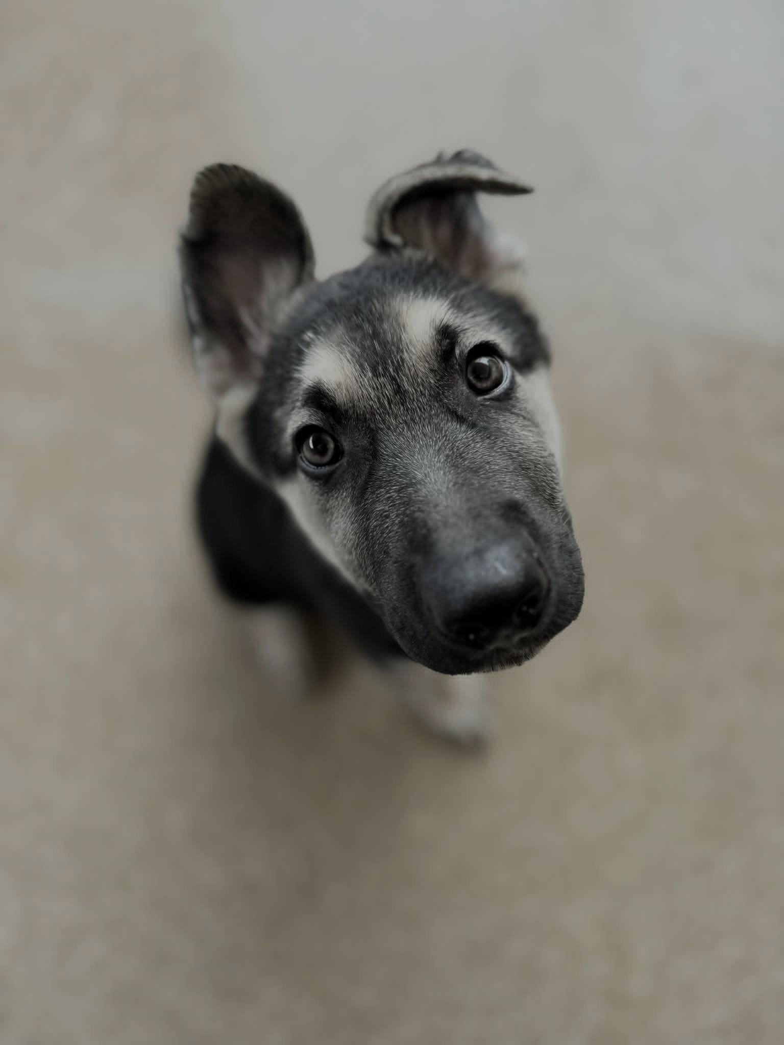 Teigen, a ADOPTABLE German Shepherd Dog in Glendale, AZ image 2/5