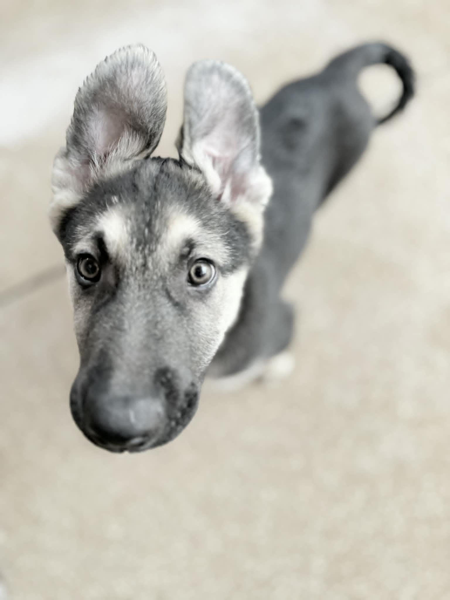 Teigen, a ADOPTABLE German Shepherd Dog in Glendale, AZ image 3/5