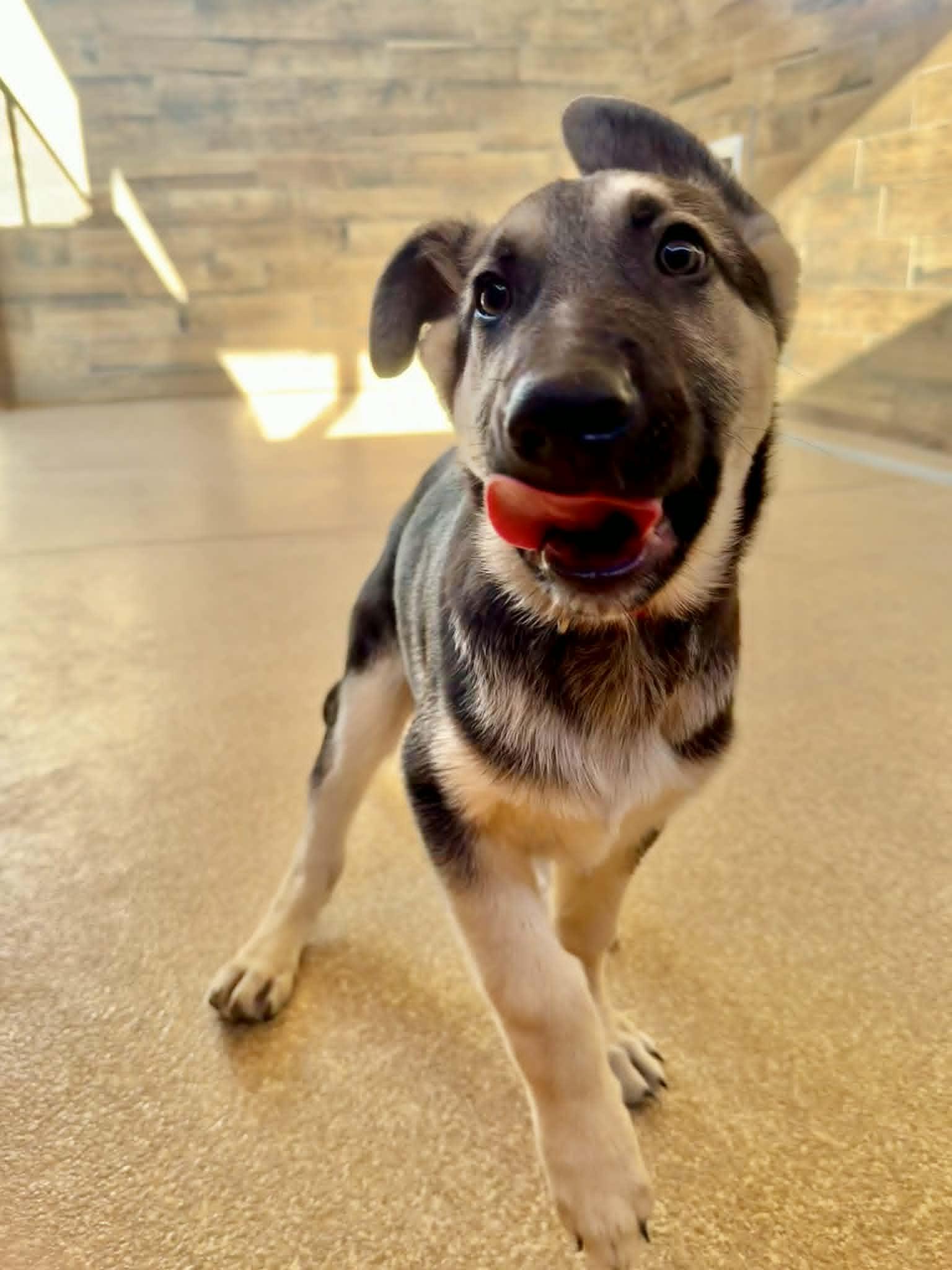 Teigen, a ADOPTABLE German Shepherd Dog in Glendale, AZ image 1/5