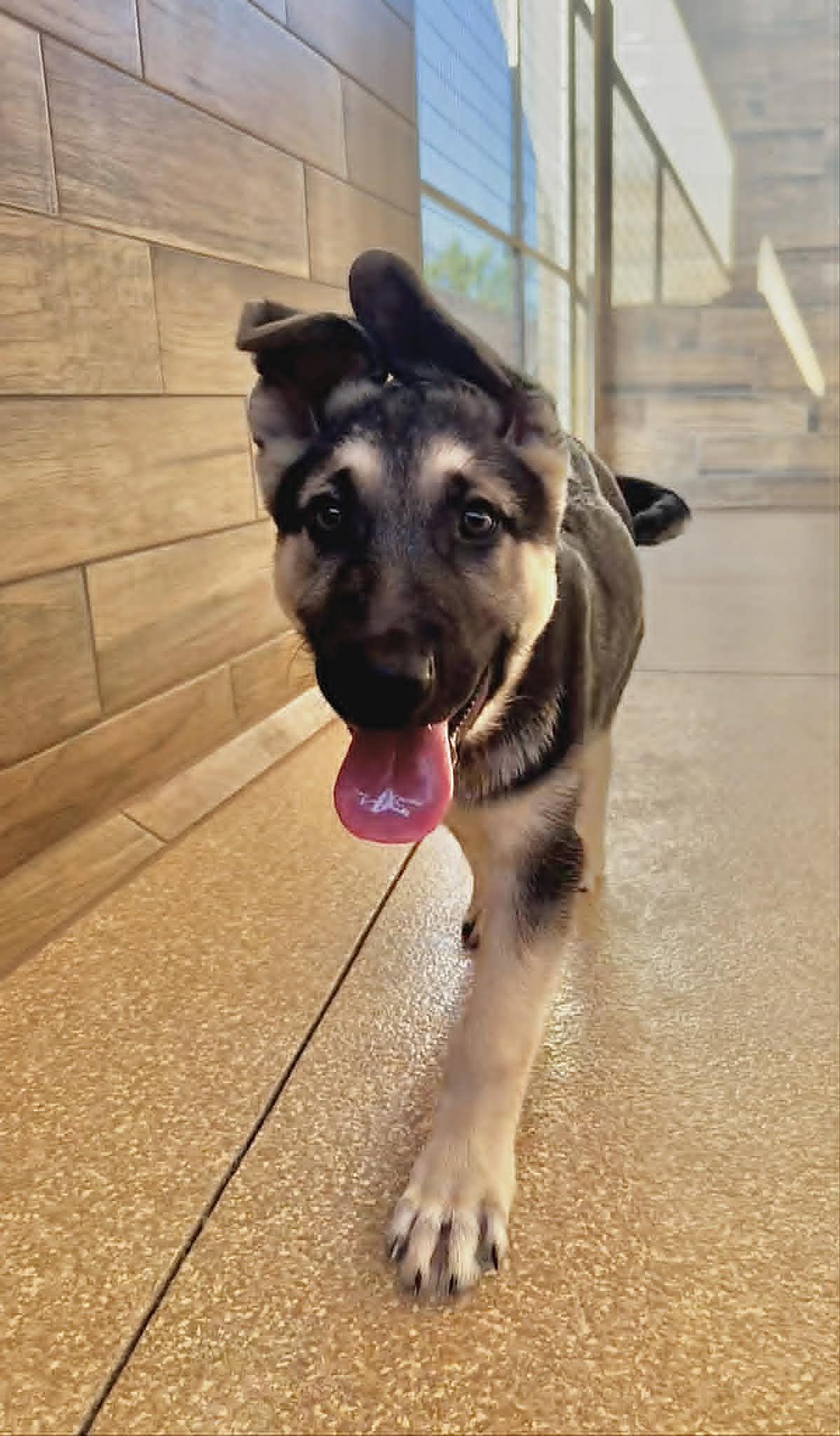 Teigen, a ADOPTABLE German Shepherd Dog in Glendale, AZ image 4/5