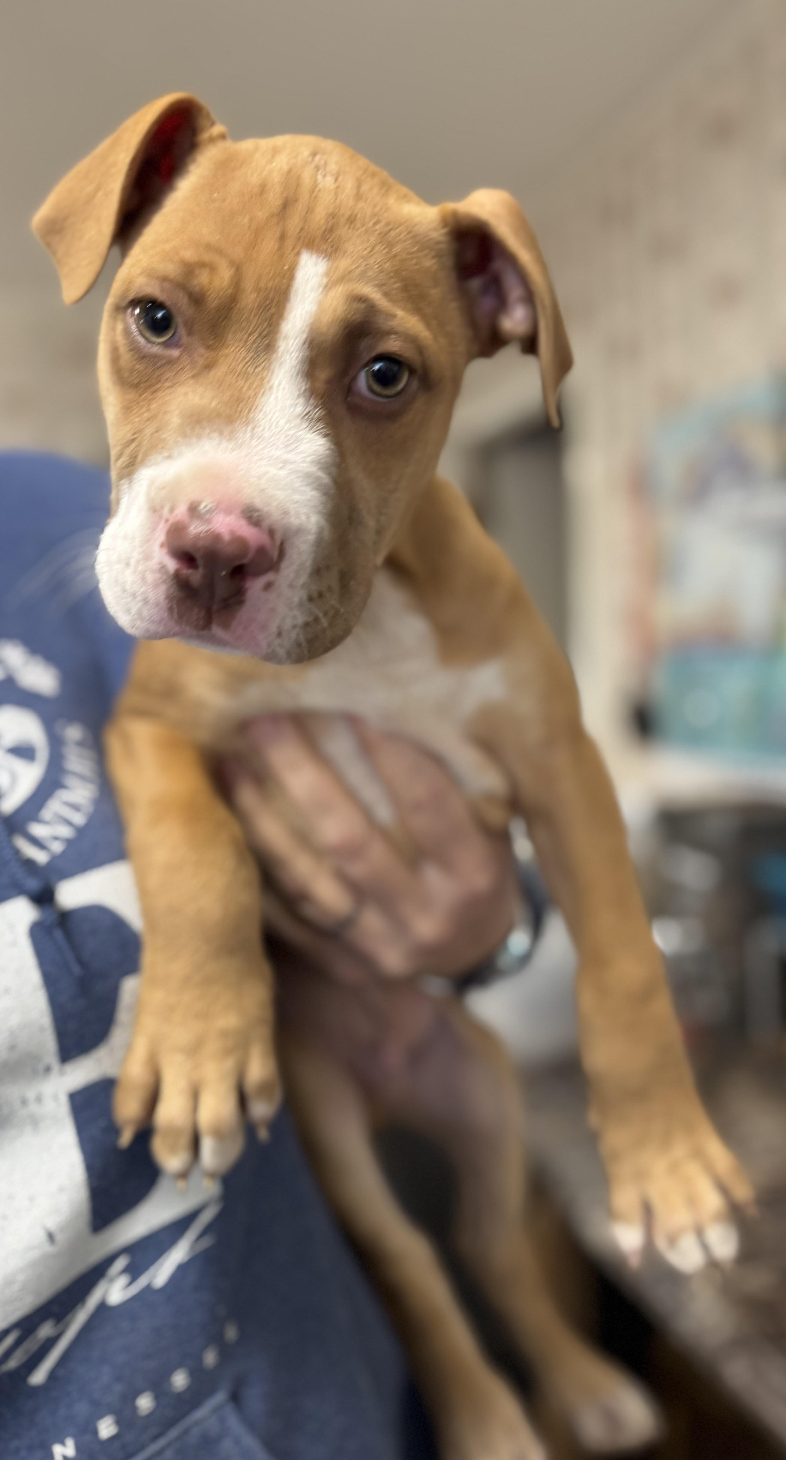 Hooch, Adopted, Young Male Pit Bull Terrier.