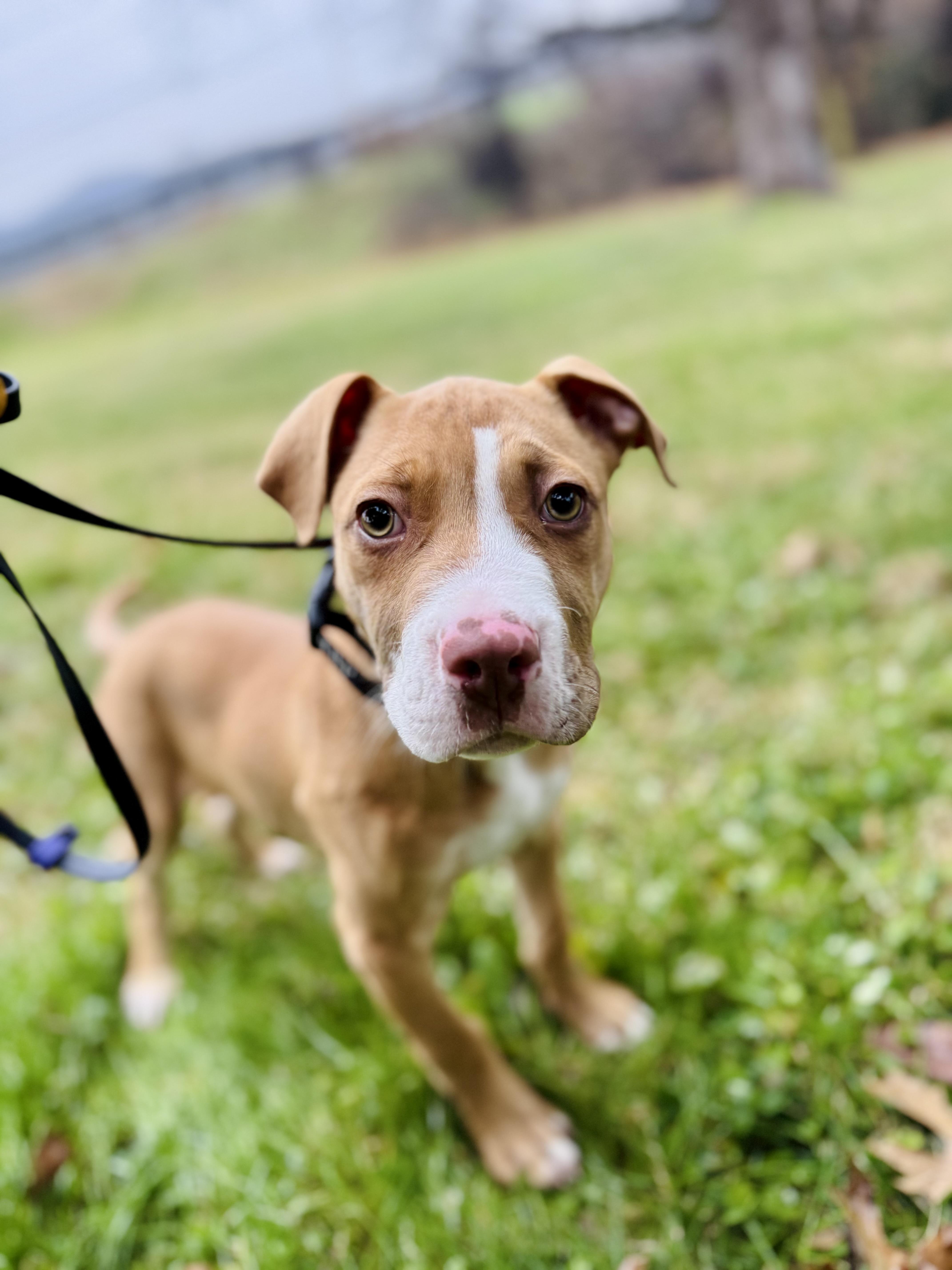 Hooch, a Adopted Pit Bull Terrier in Lynchburg, TN image 4/4