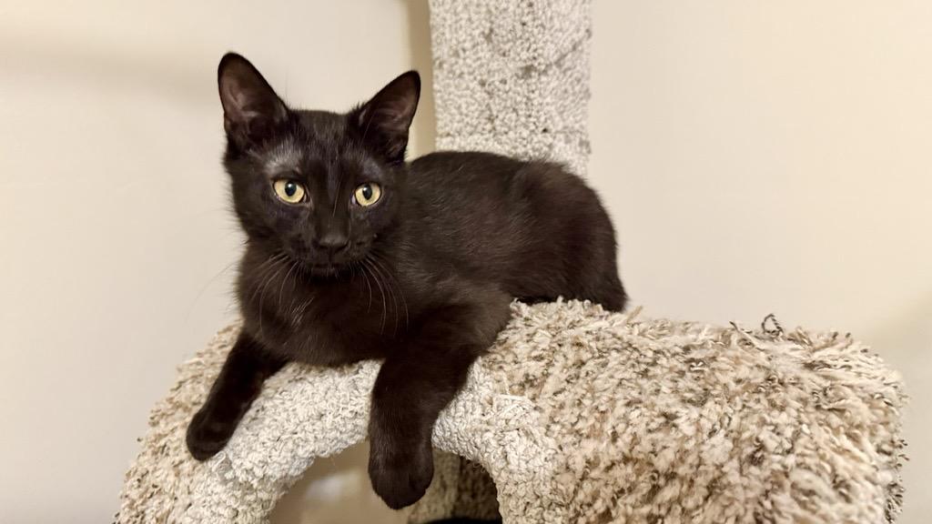 Marble and Onyx (bonded sisters), a ADOPTABLE Domestic Short Hair in Burnsville, MN image 2/6