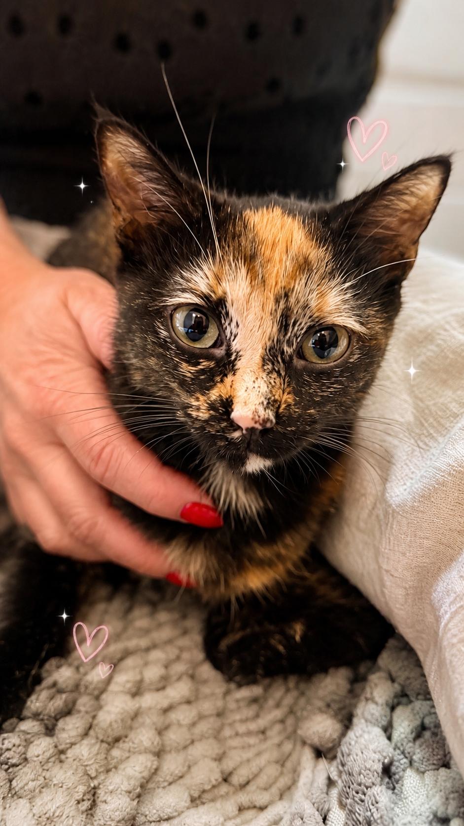 Marble and Onyx (bonded sisters), a ADOPTABLE Domestic Short Hair in Burnsville, MN image 4/6