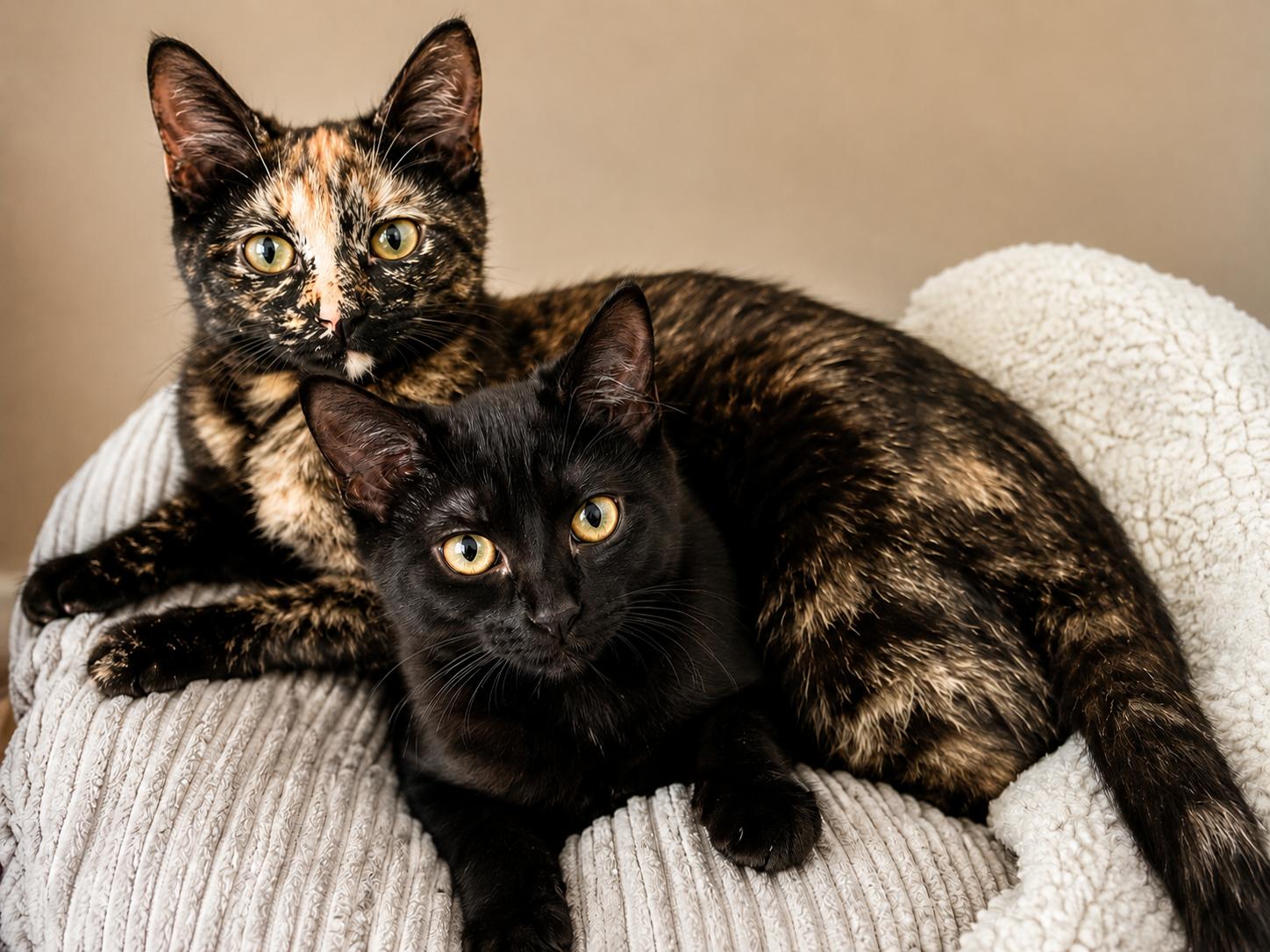 Marble and Onyx (bonded sisters), ADOPTABLE, Kitten Female Domestic Short Hair.