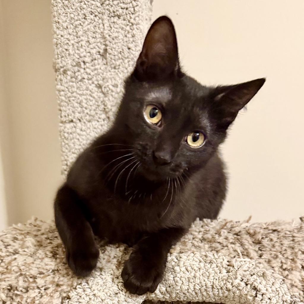 Marble and Onyx (bonded sisters), a ADOPTABLE Domestic Short Hair in Burnsville, MN image 3/6
