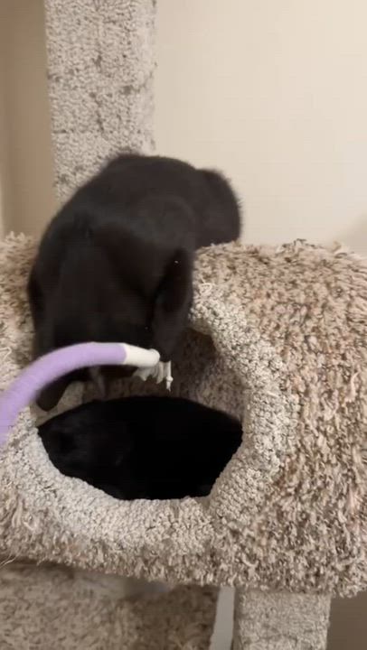 Enlarge Marble and Onyx (bonded sisters), a ADOPTABLE Domestic Short Hair in Burnsville, MN video 6/6