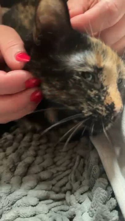 Enlarge Marble and Onyx (bonded sisters), a ADOPTABLE Domestic Short Hair in Burnsville, MN video 5/6