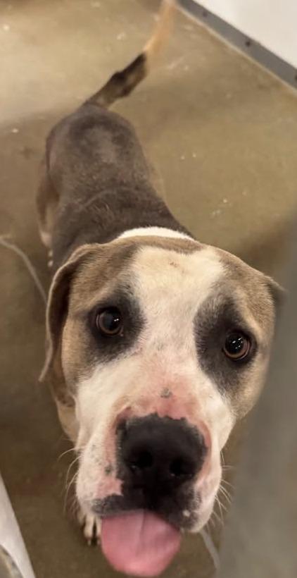 Enlarge Giovanni, a Adoptable mixed breed in Belton, TX image 1/1