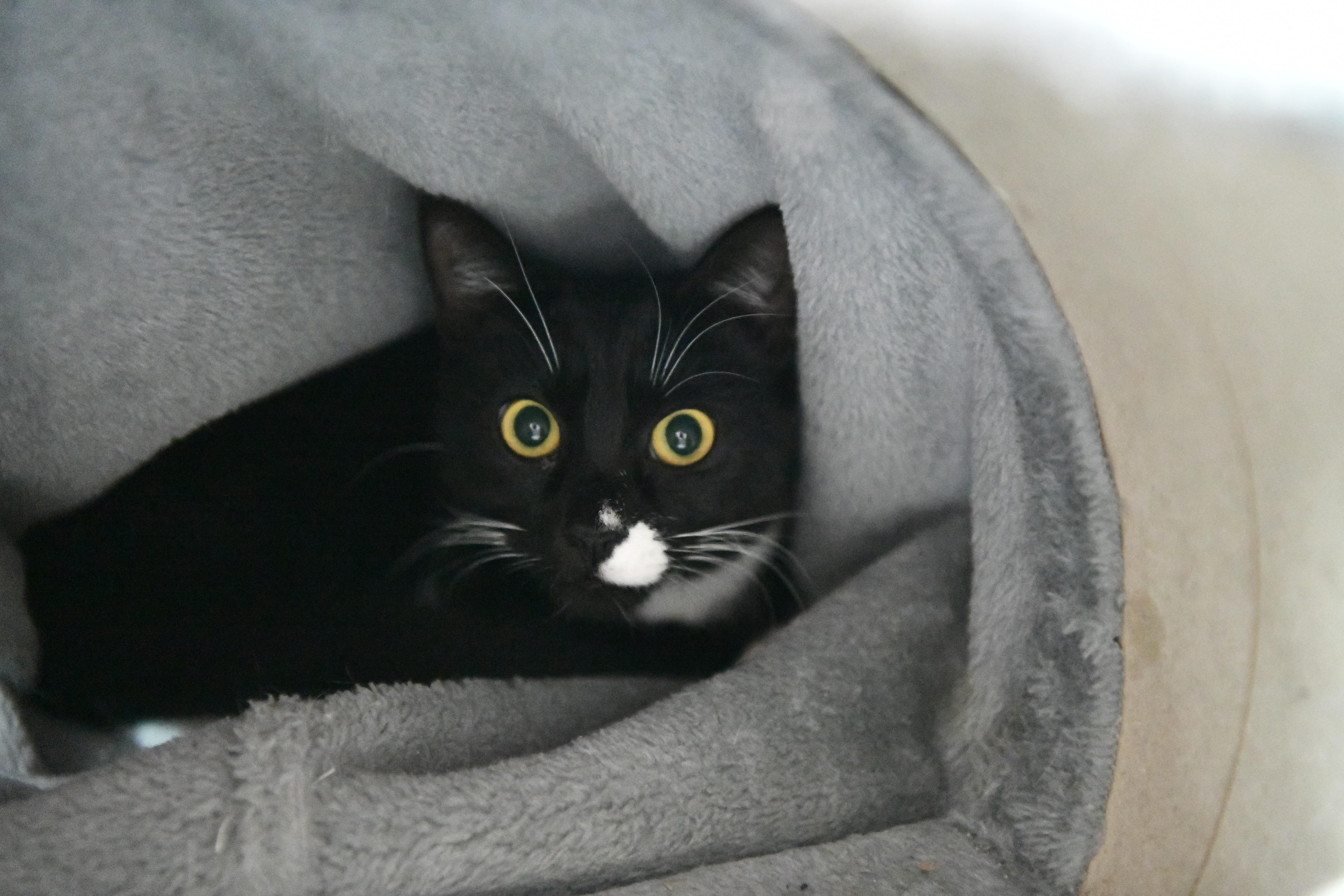 Penny, ADOPTABLE, Young Female Domestic Short Hair.