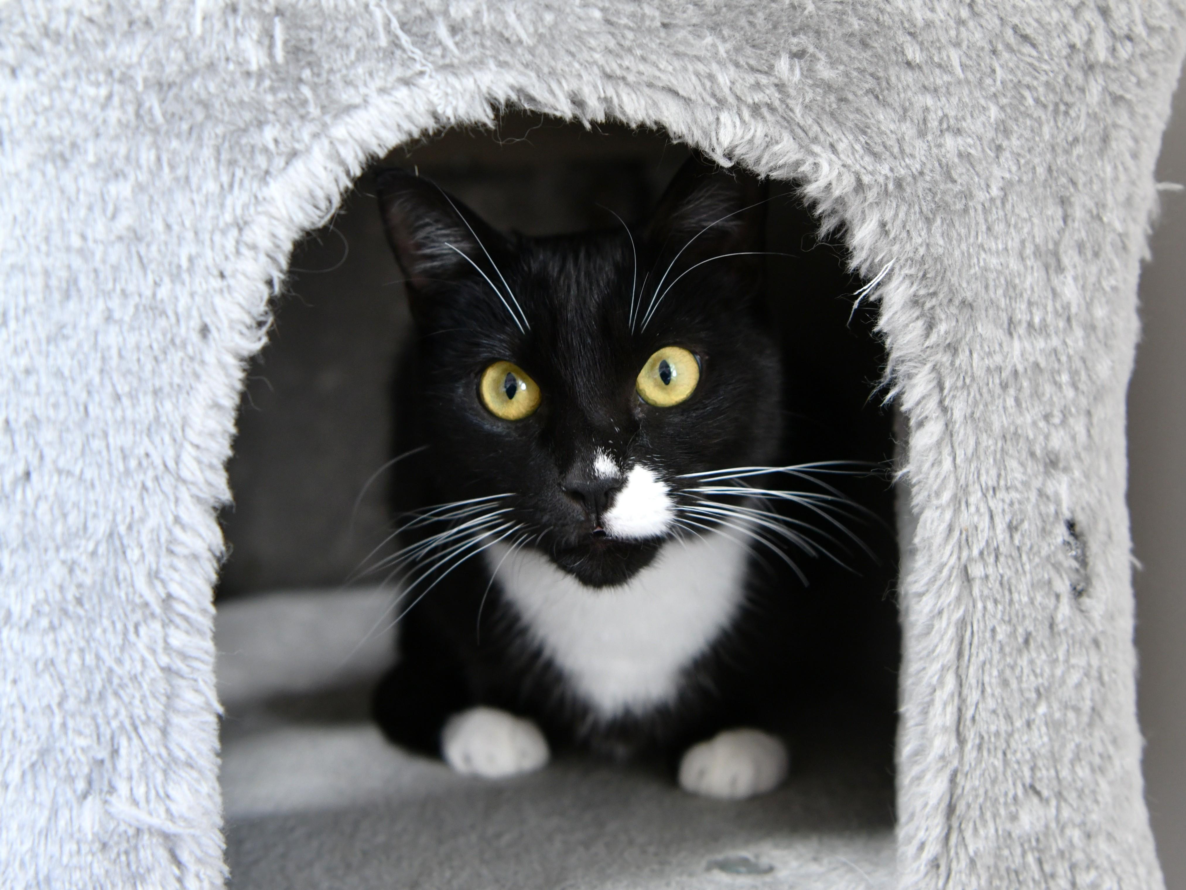 Penny, ADOPTABLE, Young Female Domestic Short Hair.