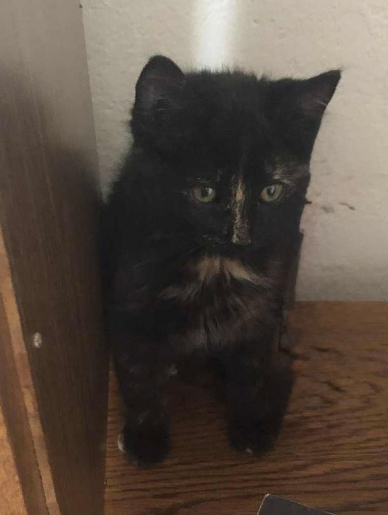 MEADOW, Adoptable, Young Female Domestic Short Hair.