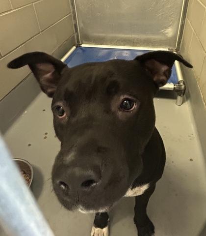 Nico, Adoptable, Adult Male Pit Bull Terrier & Mixed Breed.
