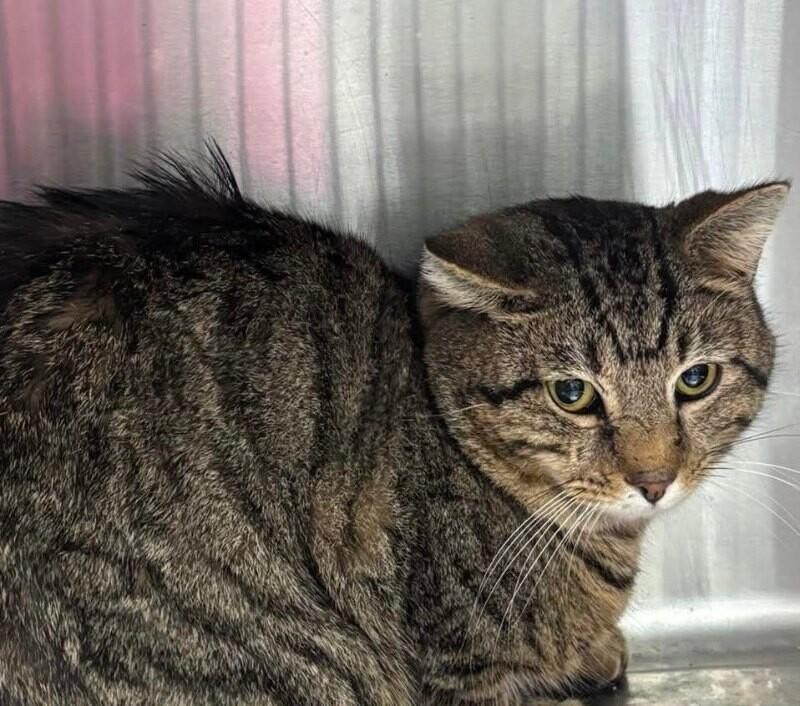 Unknown, Adoptable, Adult Female Domestic Short Hair.