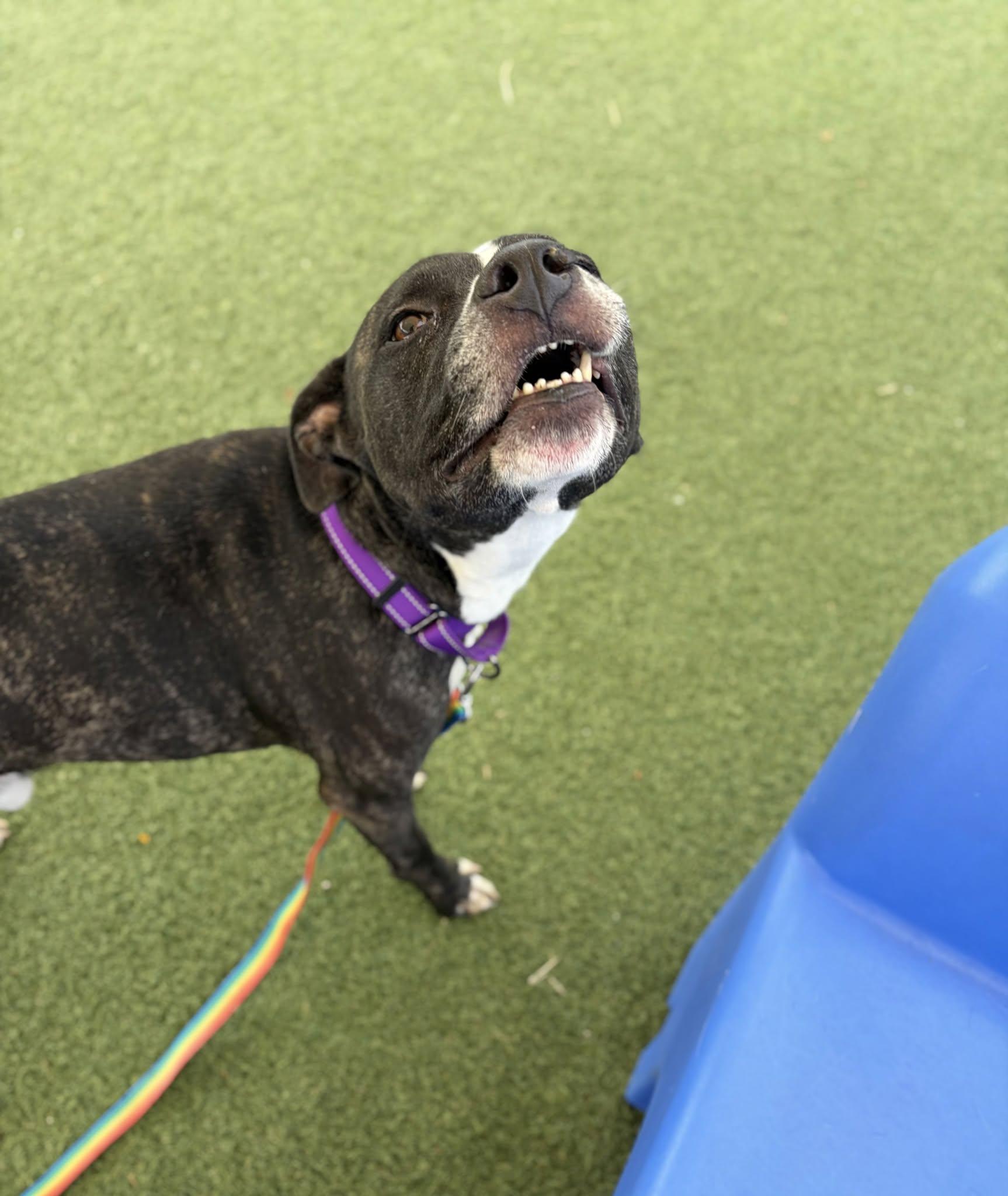 Enlarge Rucker, a Adopted mixed breed in Cleveland, OH image 3/6