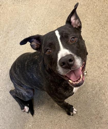 Enlarge Rucker, a Adopted mixed breed in Cleveland, OH image 5/6