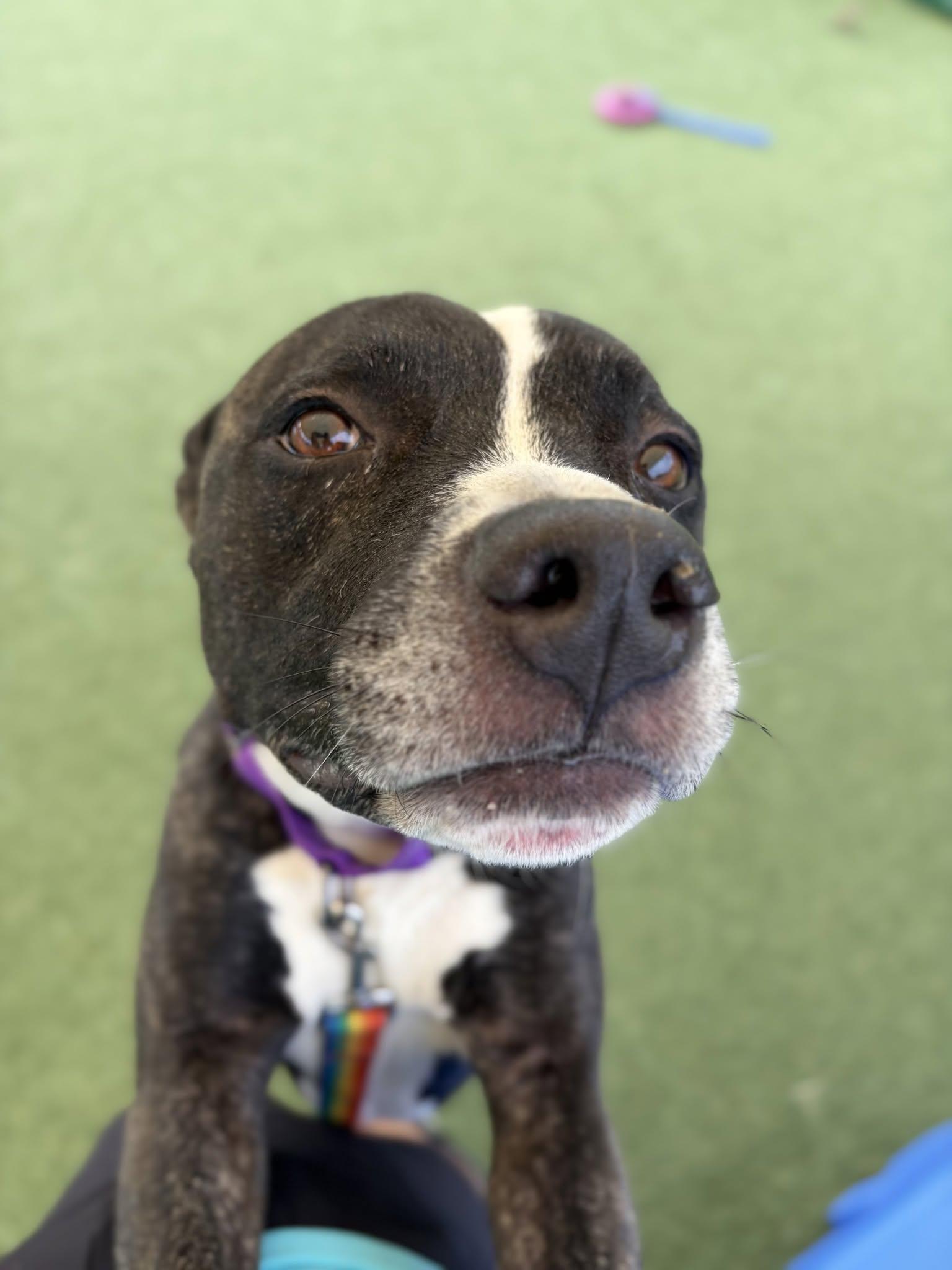 Enlarge Rucker, a Adopted mixed breed in Cleveland, OH image 4/6