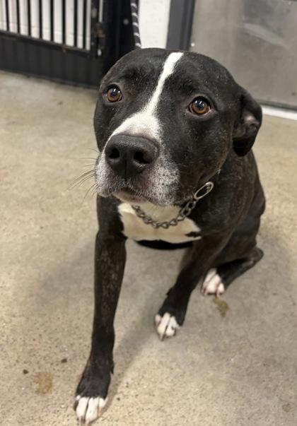 Enlarge Rucker, a Adopted mixed breed in Cleveland, OH image 6/6
