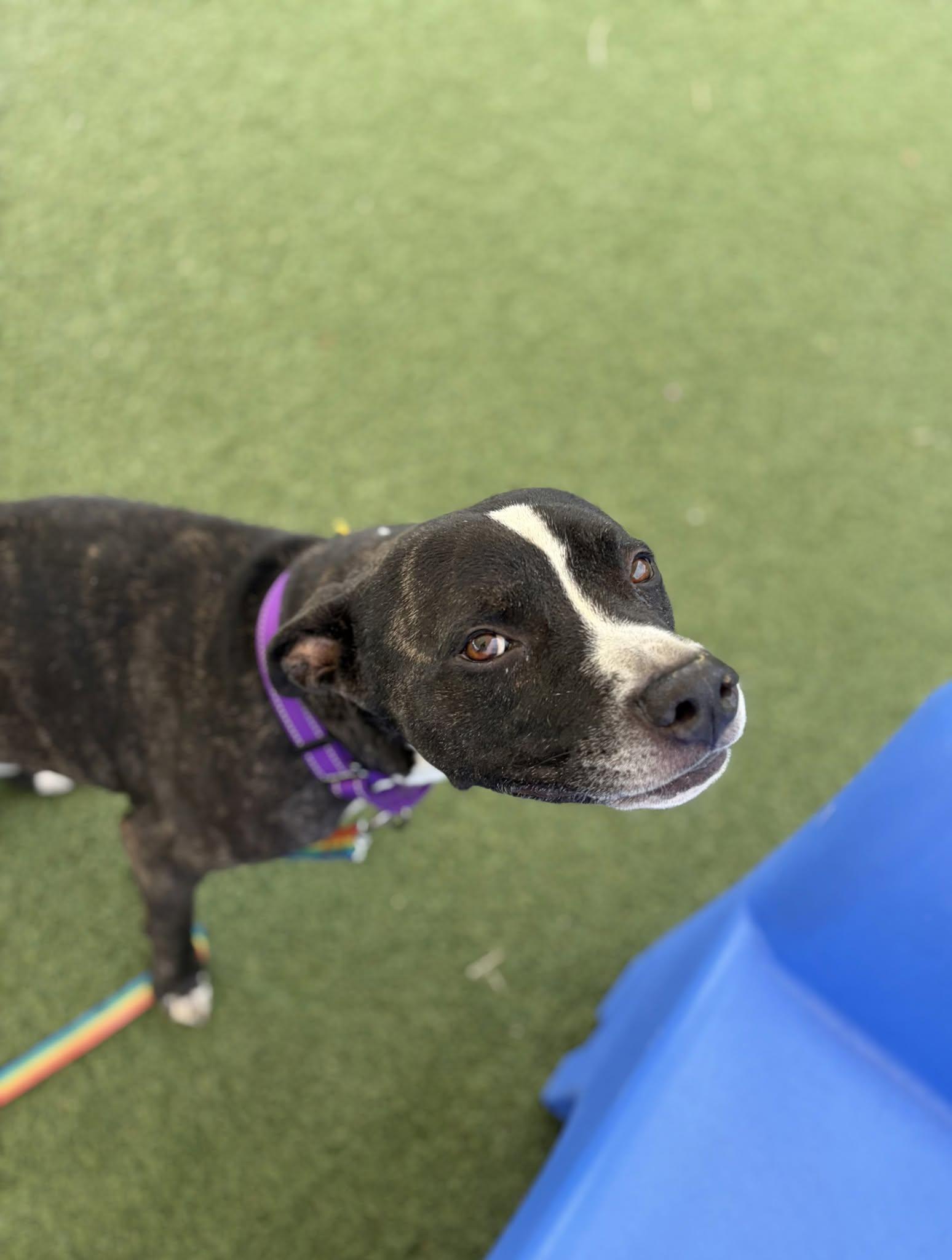 Enlarge Rucker, a Adopted mixed breed in Cleveland, OH image 2/6