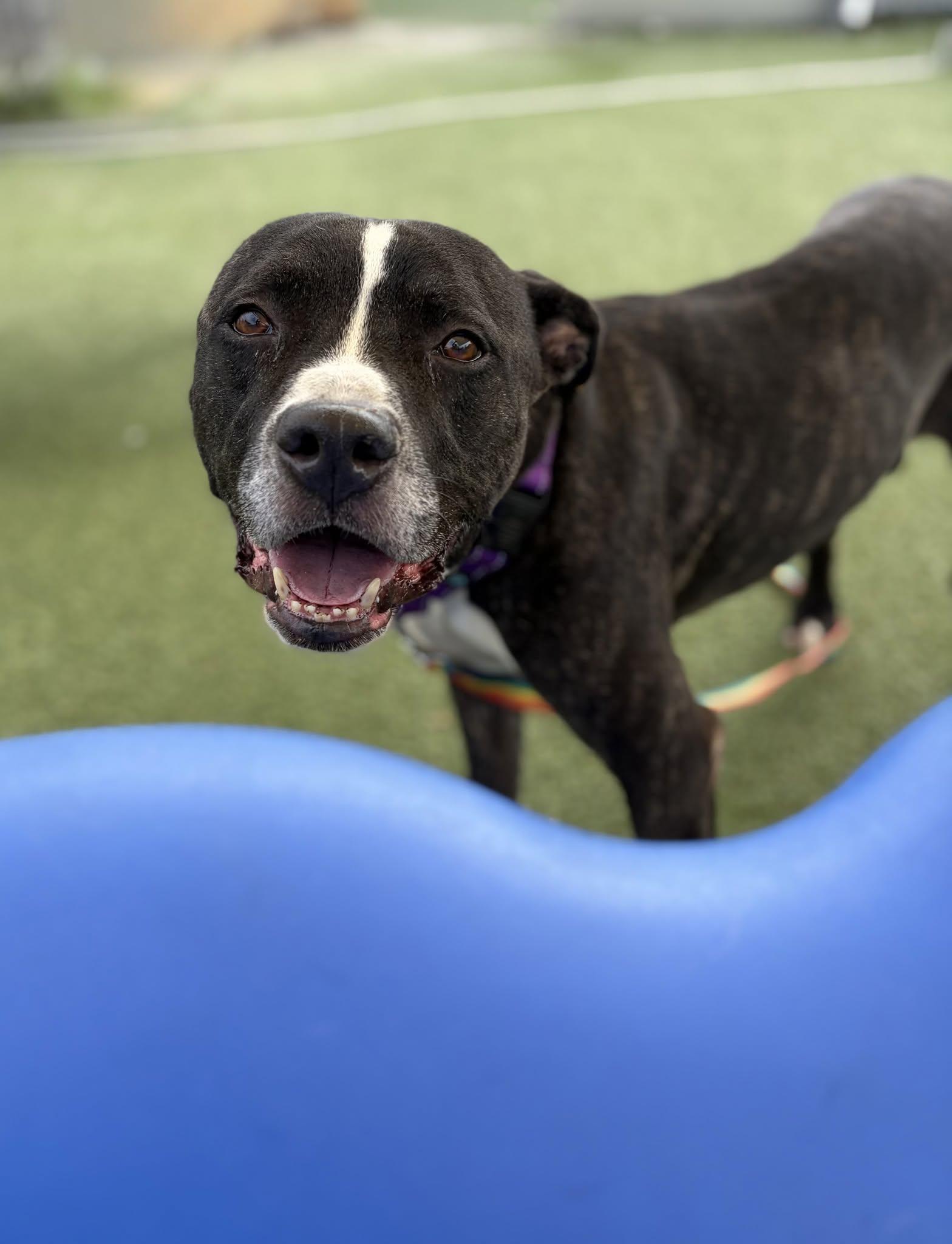 Rucker, Adopted, Young Male Pit Bull Terrier.